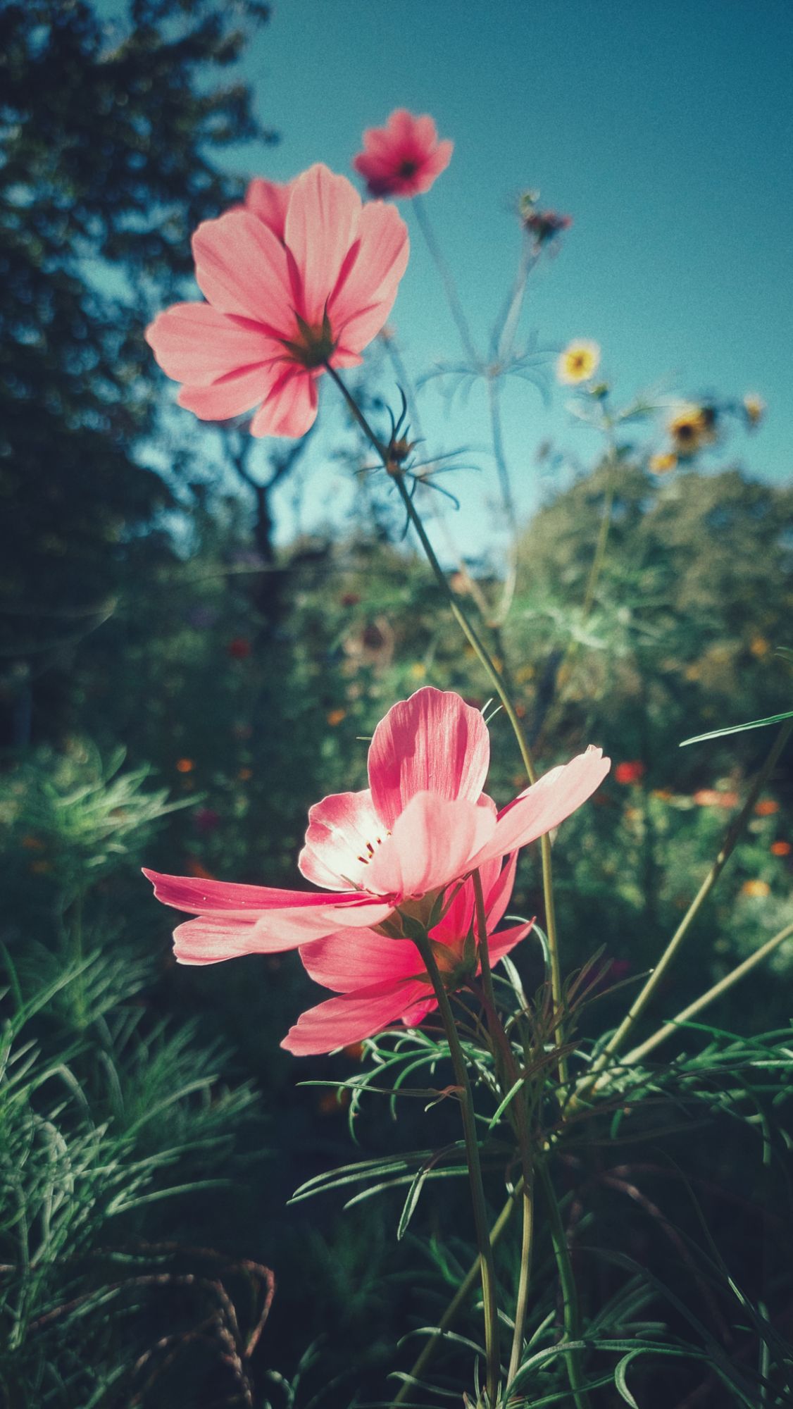 Pink blossoms above the green, in front of a late summer sky.