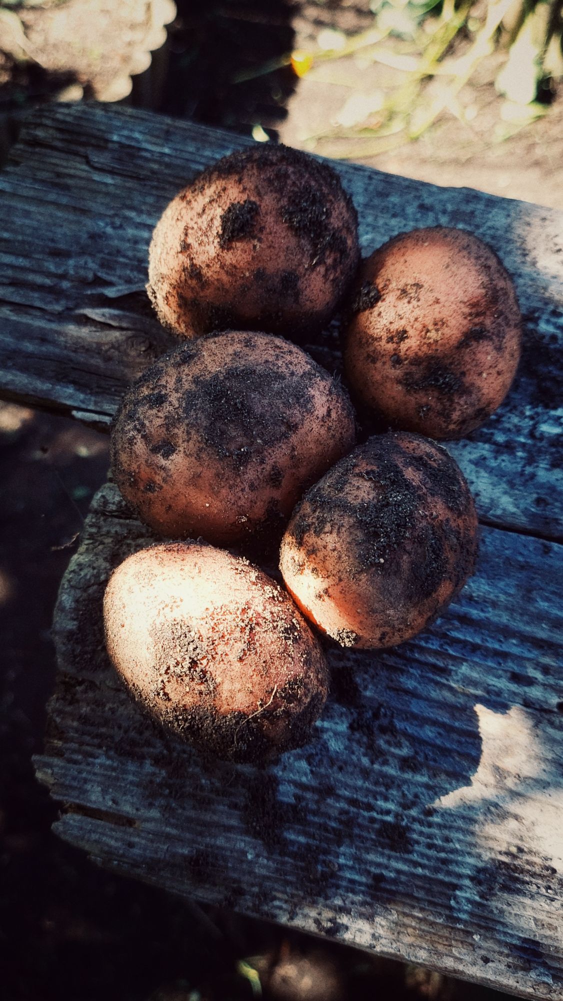 Potatoes, right out of the field, on a wooden board.