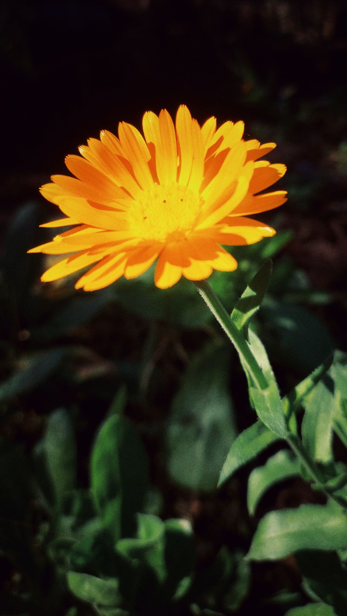 Marigold blossoms, closeup.