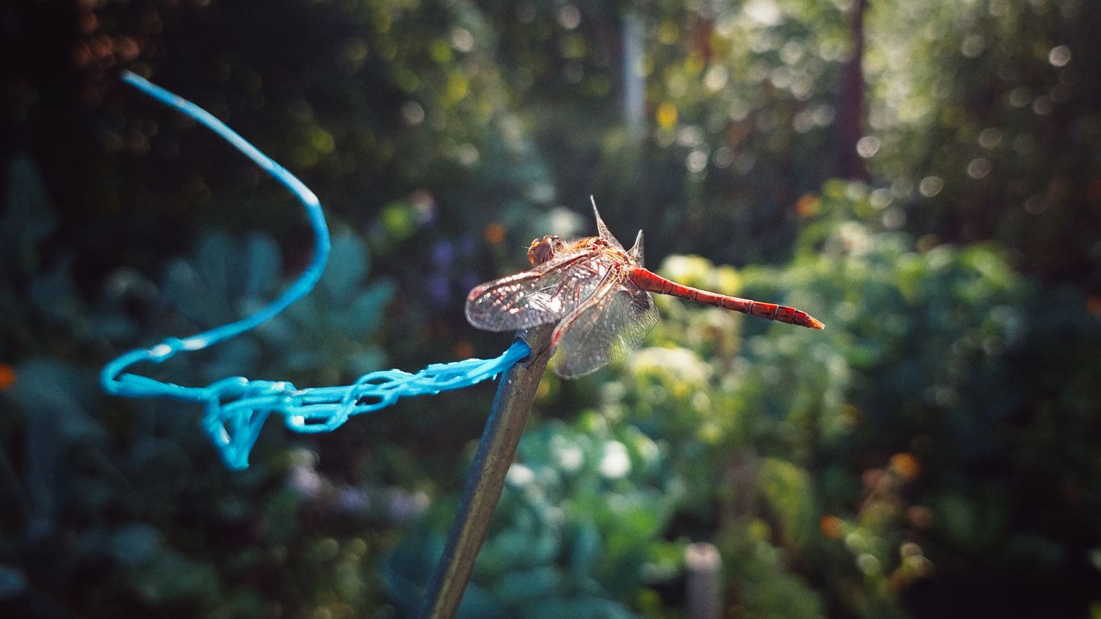 A dragonfly has landed on a plant support. There's a blue wire pointing in the opposite direction.