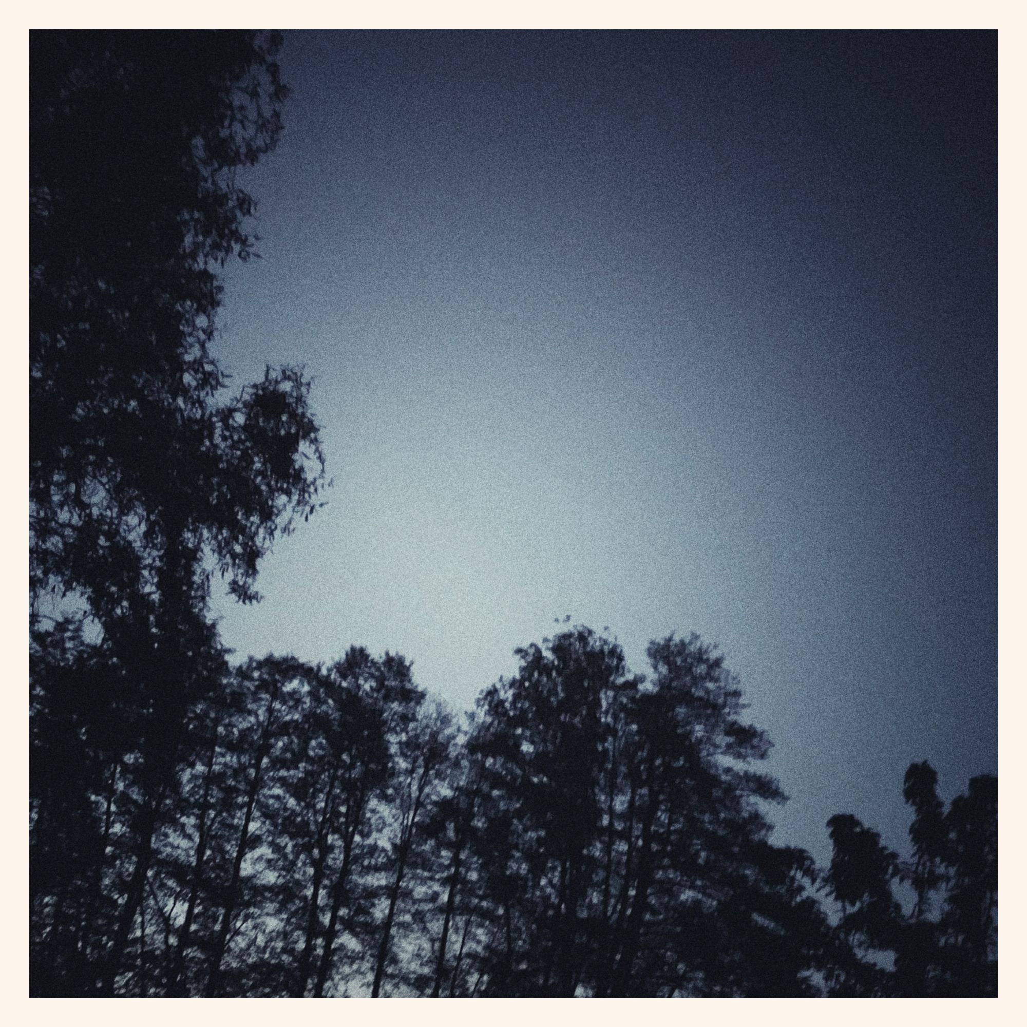 Late dusk sky, no clouds, above black trees.