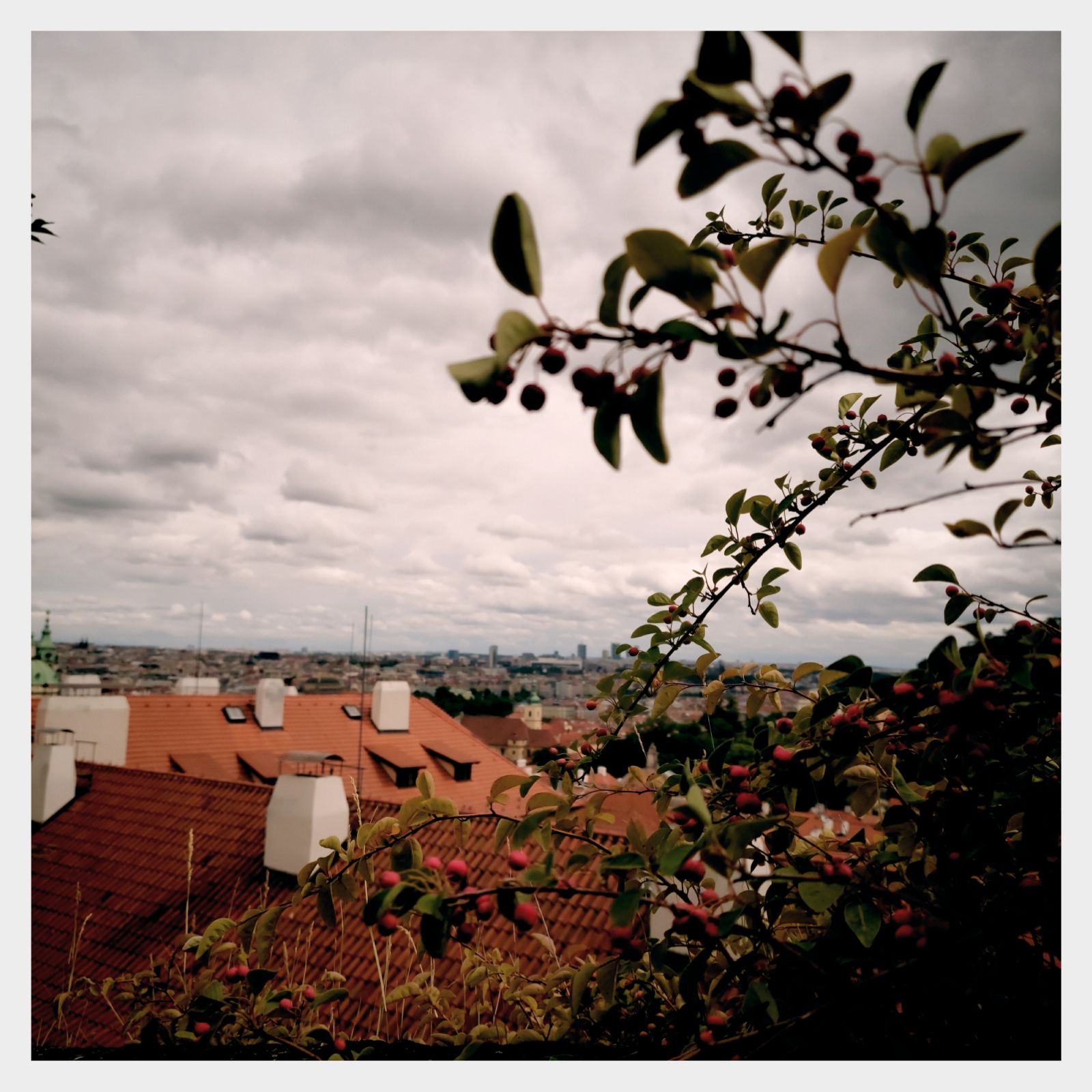 Part of Prague skyline seen from the castle. Berries in the foreground