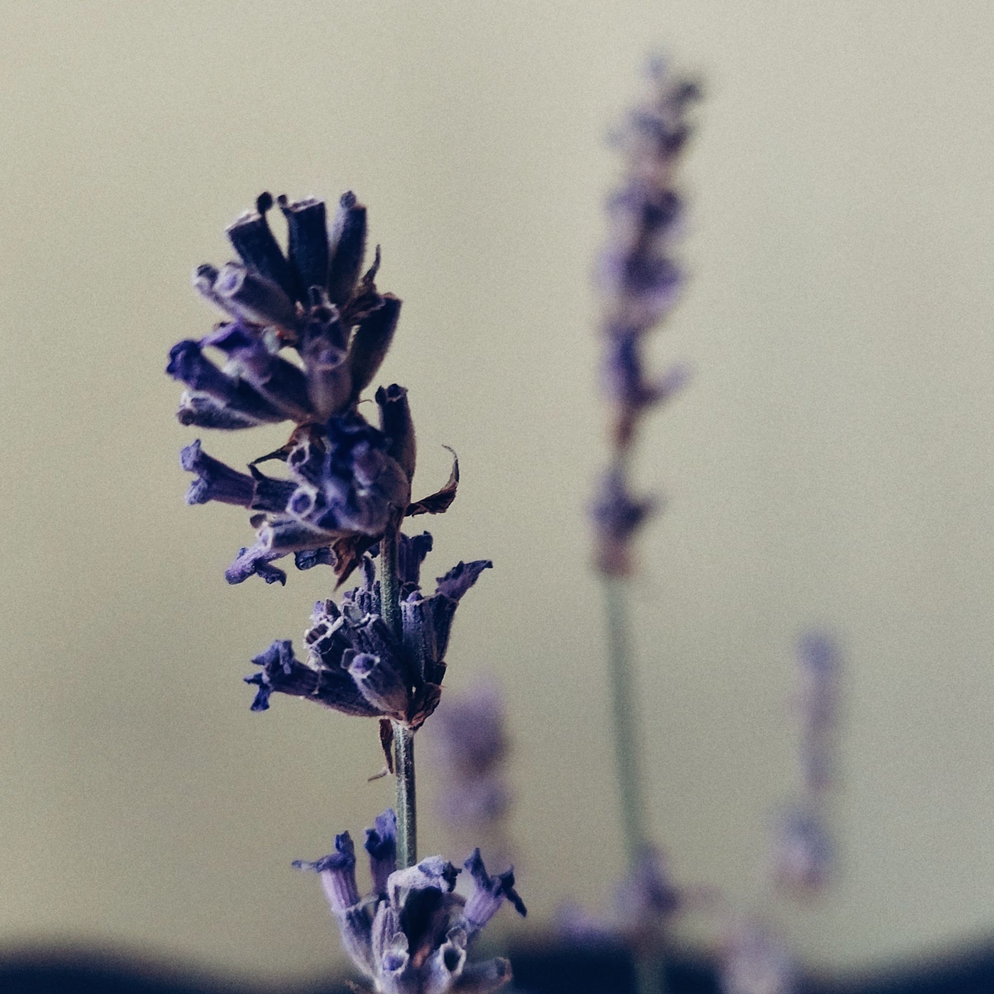 Lavender blossoms.