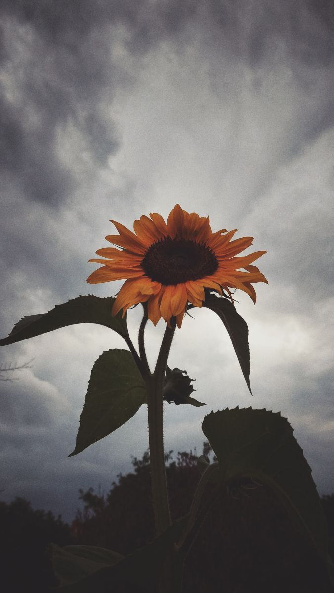 A large sunflower seen from below, in front of a troubled sky leaving a spot open for the evening sun.