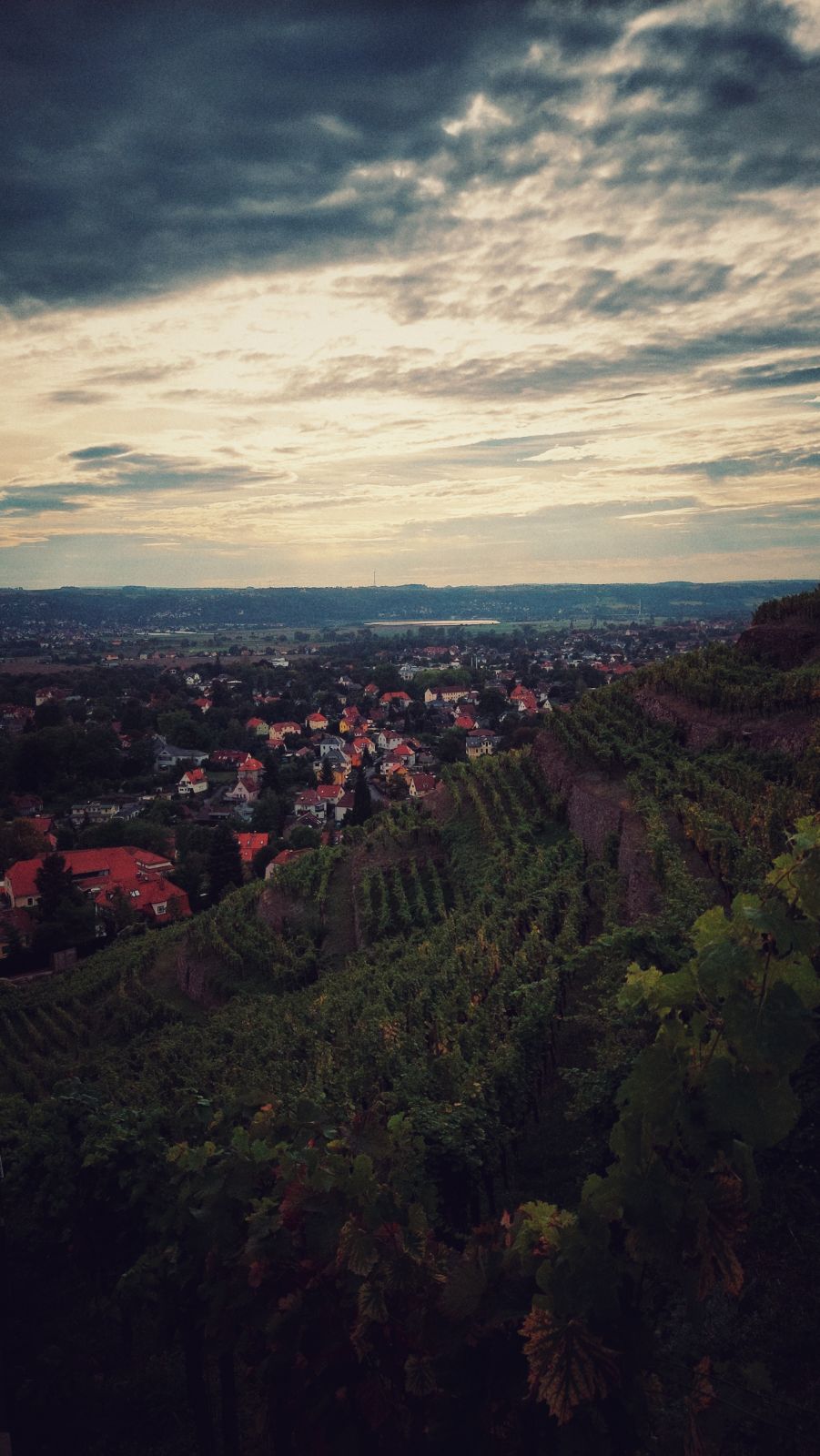 Radebeul vineyards under troubled skies, looking west.