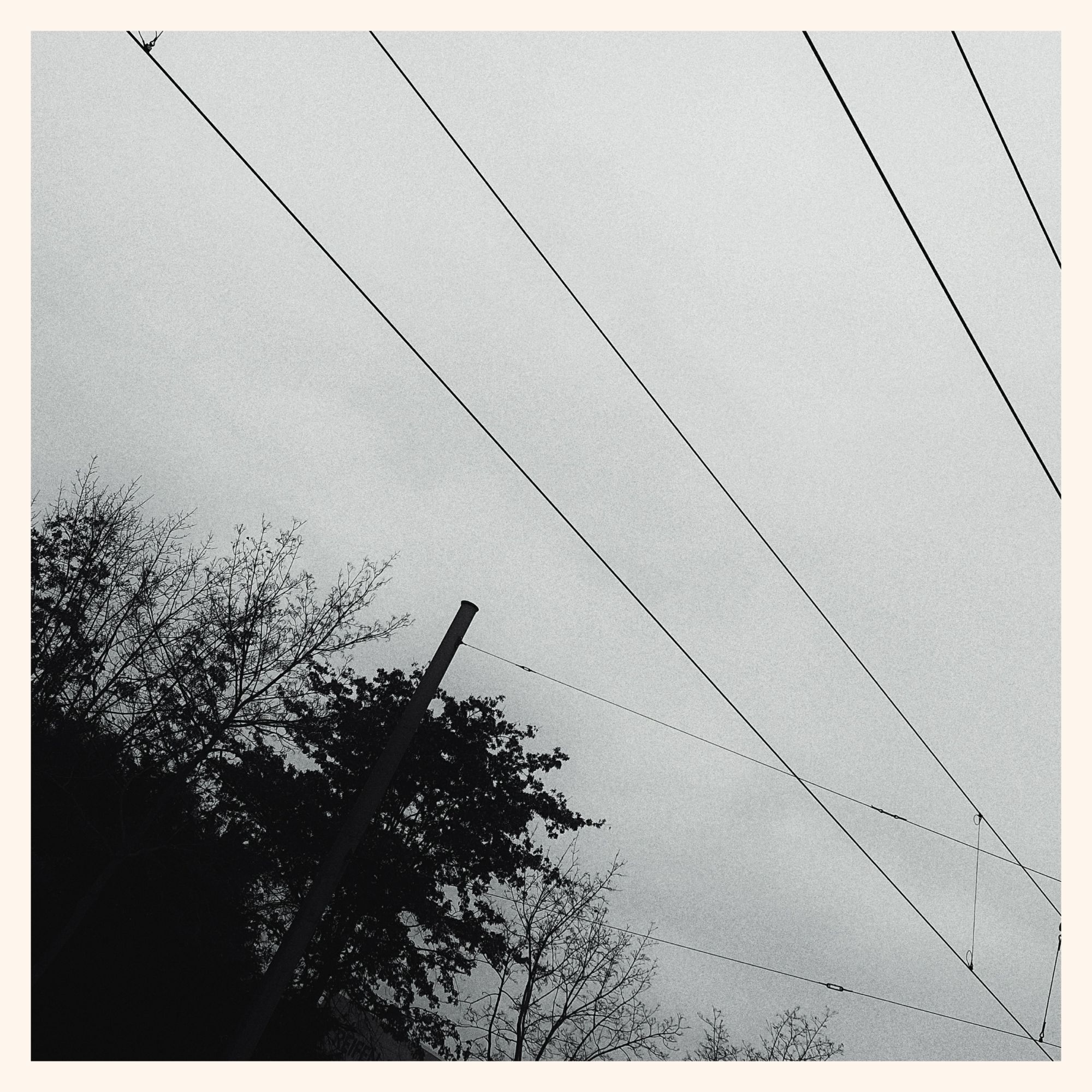 Wires and trees im front of a monochrome sky.