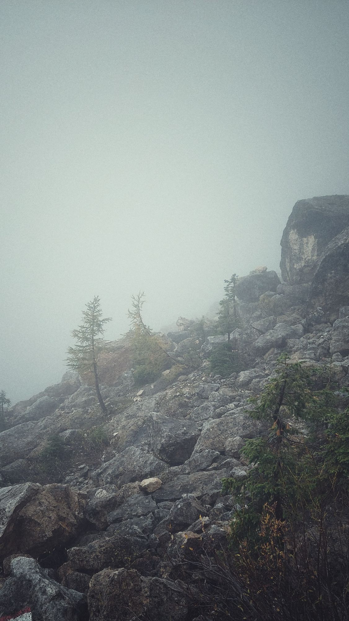 A rocky slope, trees in between stones. Everything covered by thick fog.