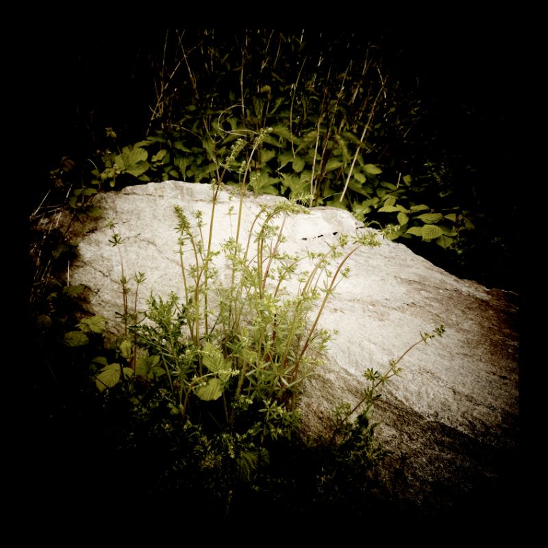 A large stone in a field, covered by light vegetation. 