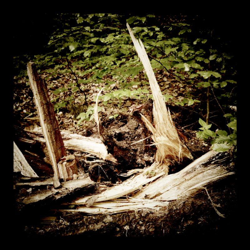 A broken tree trunk, yellow wood sharply pointing upwards. 