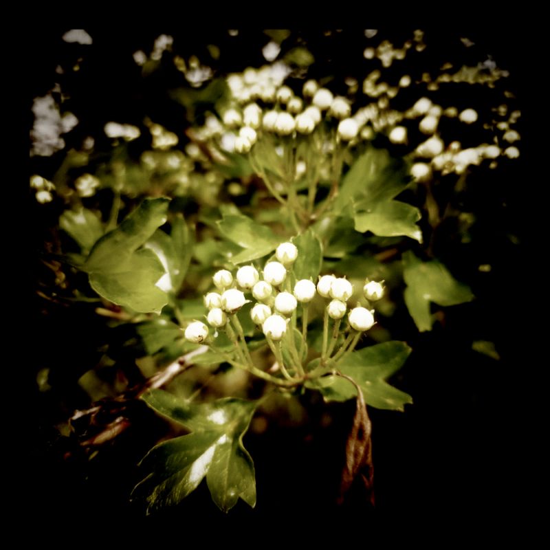 White blossom bubbles in front of strong green leaves.