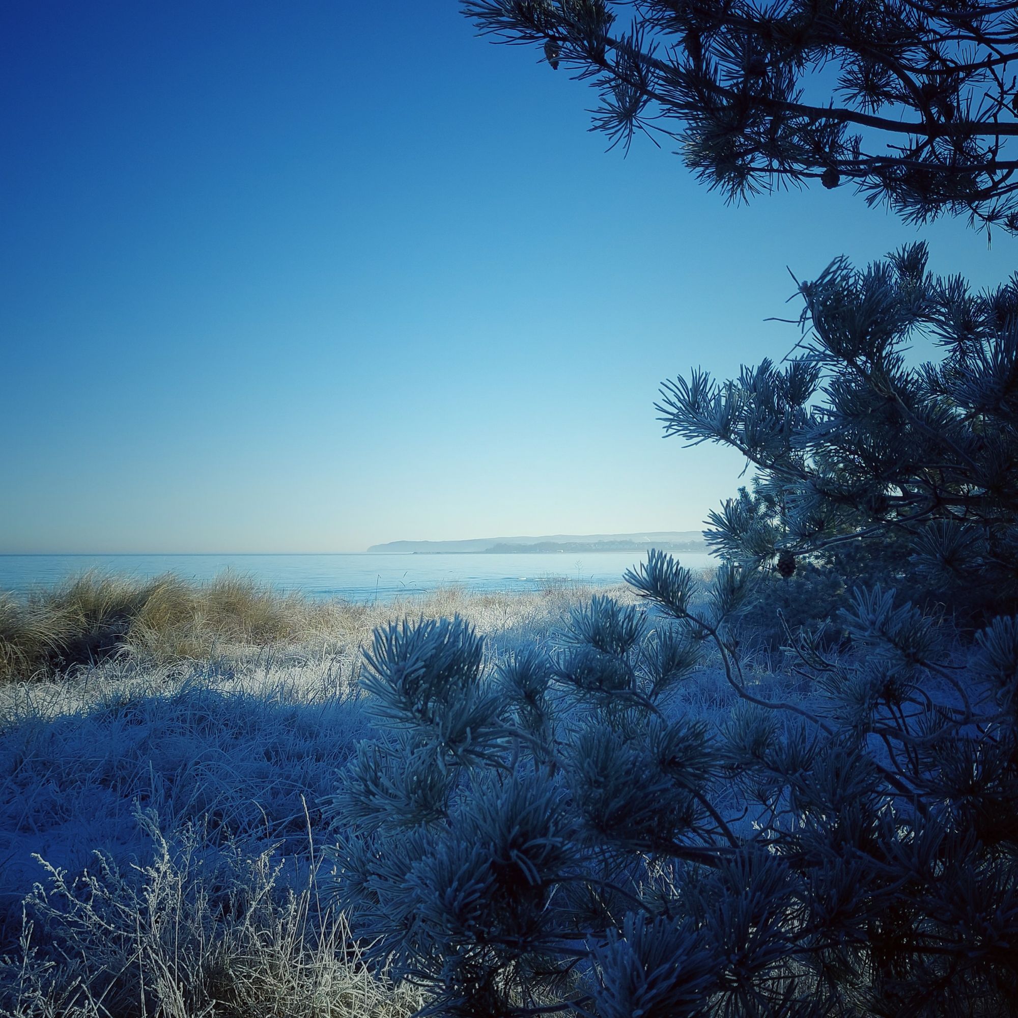 Frozen firs, a shoreline and a distant village. 