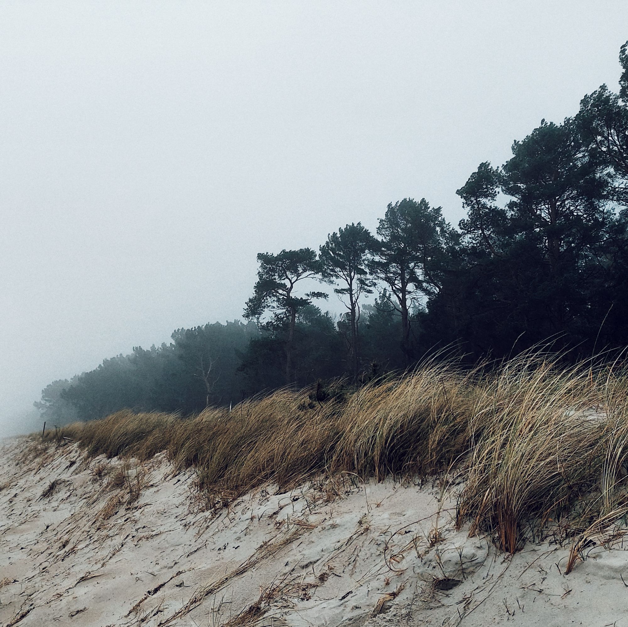 A sandy dune, grass and firs under a grey sky.