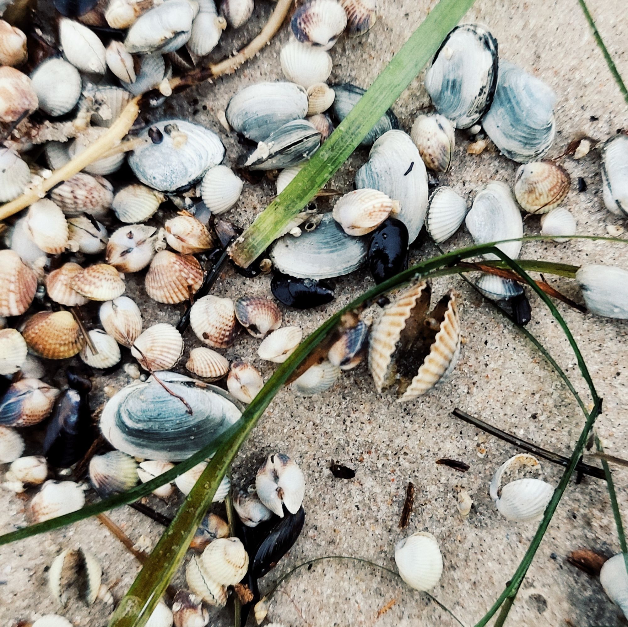 Small seashells.