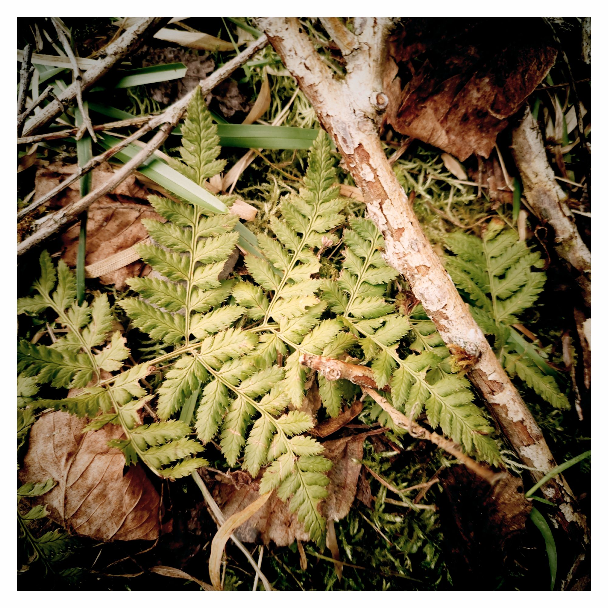 Brown leaves and green fern.