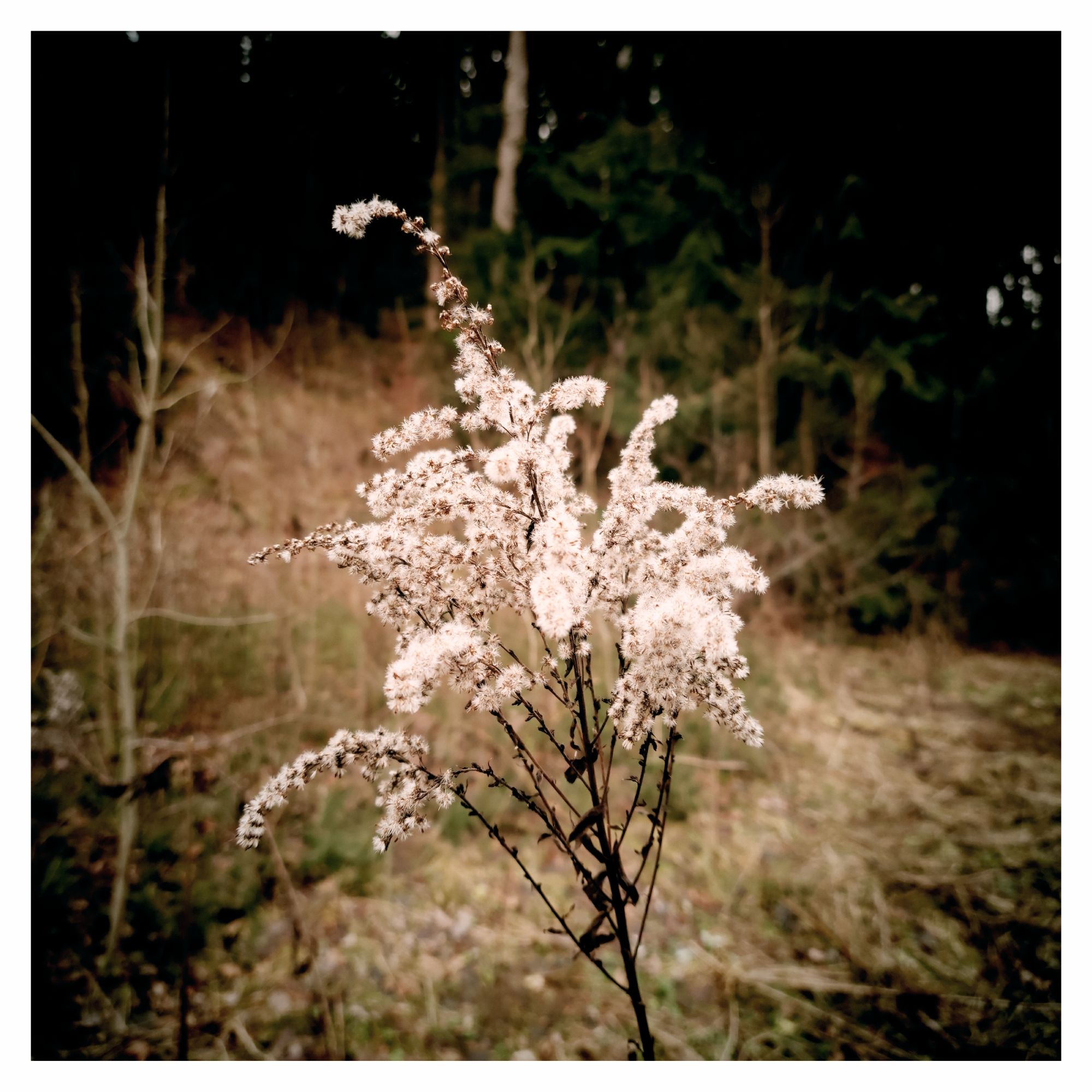 A dried blossom of some late Autumn flower.