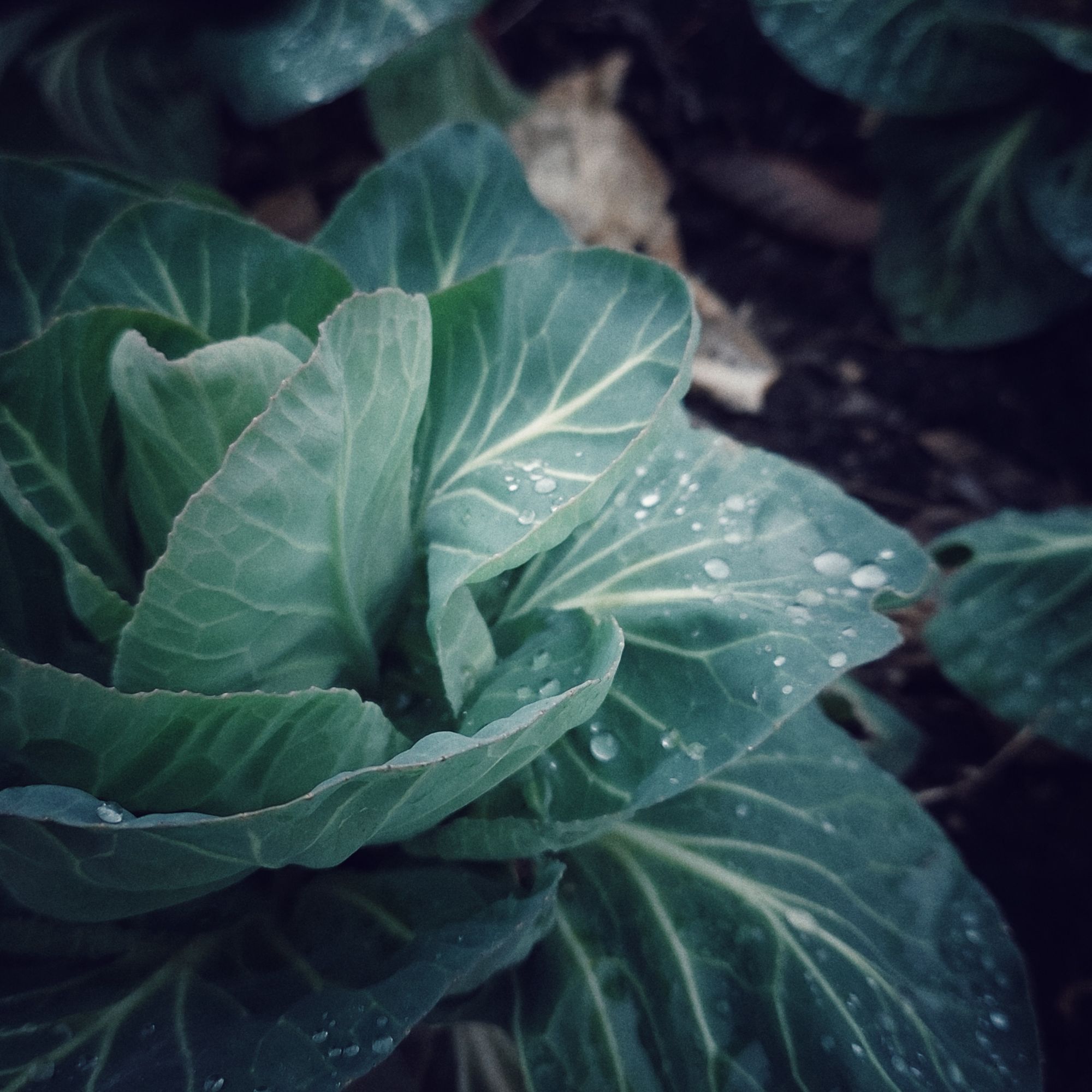 Cabbage leaves with drops of water on it.