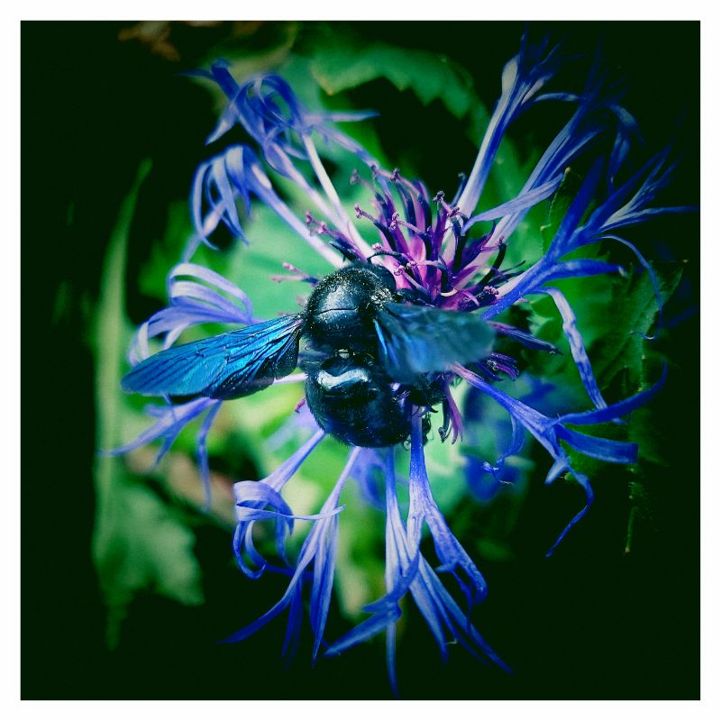 A carpenter bee sitting in a blue blossom.
