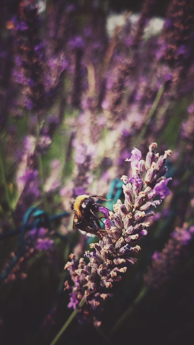 A bee sitting on a branch of lavender. More of them and a green fence in the background. It still feels warm.