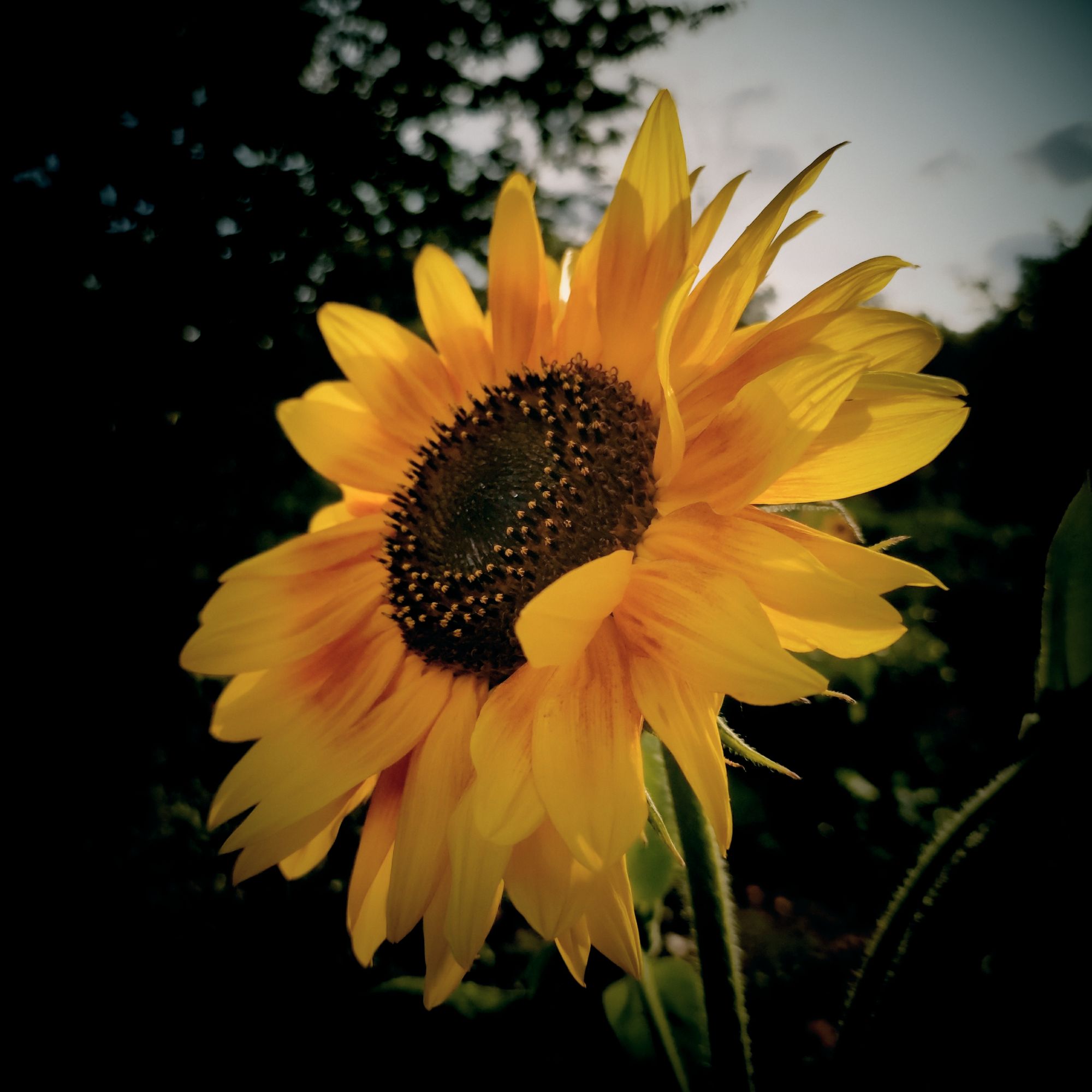 Closeup of a sunflower blossom.