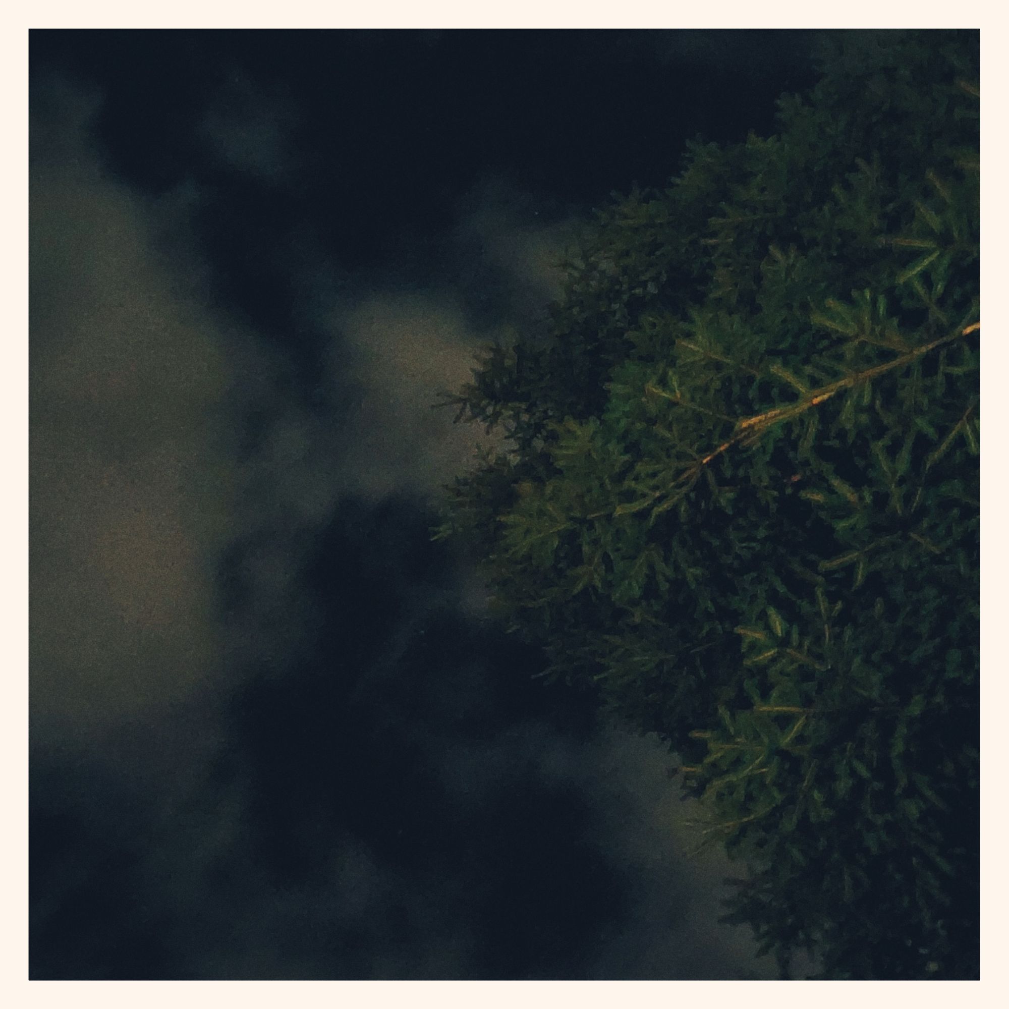 Nightsky. White clouds. And a fir tree.