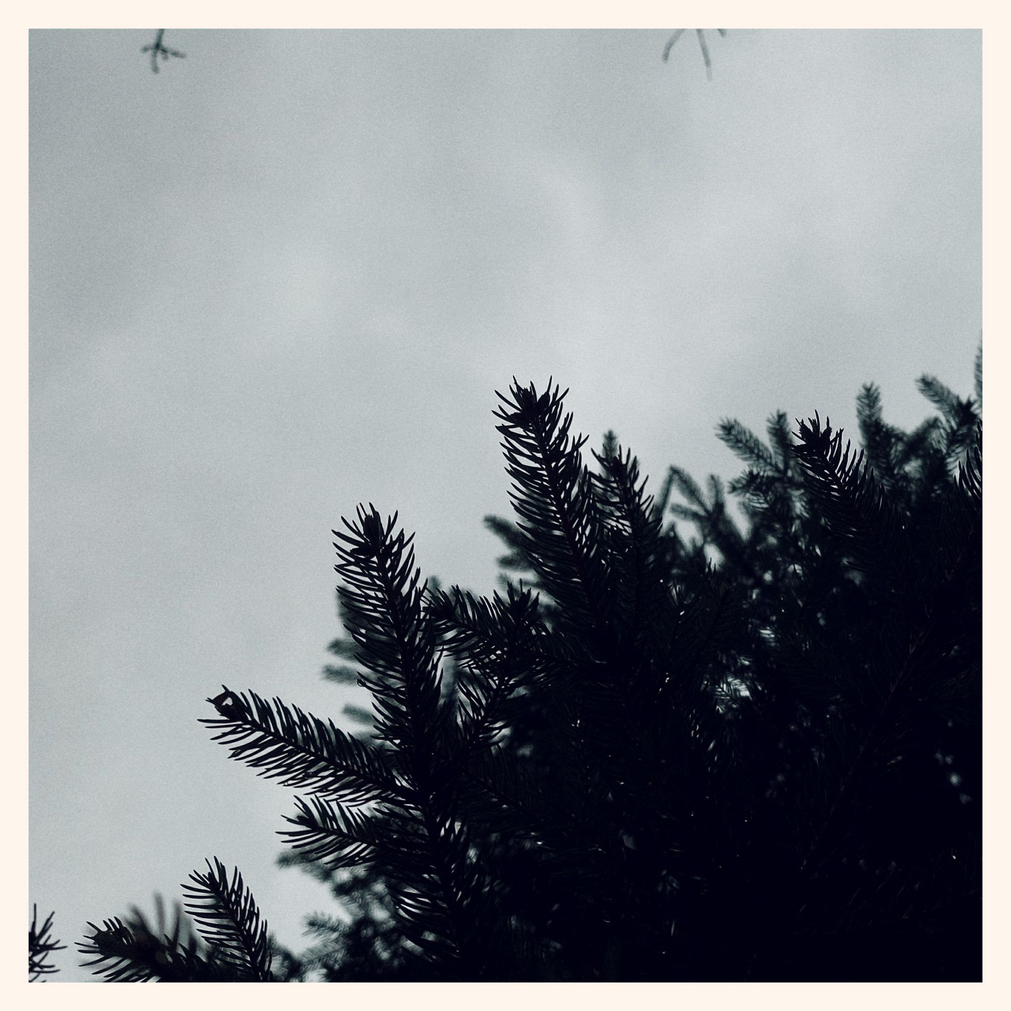 A grey sky above fir branches. Winter mood.