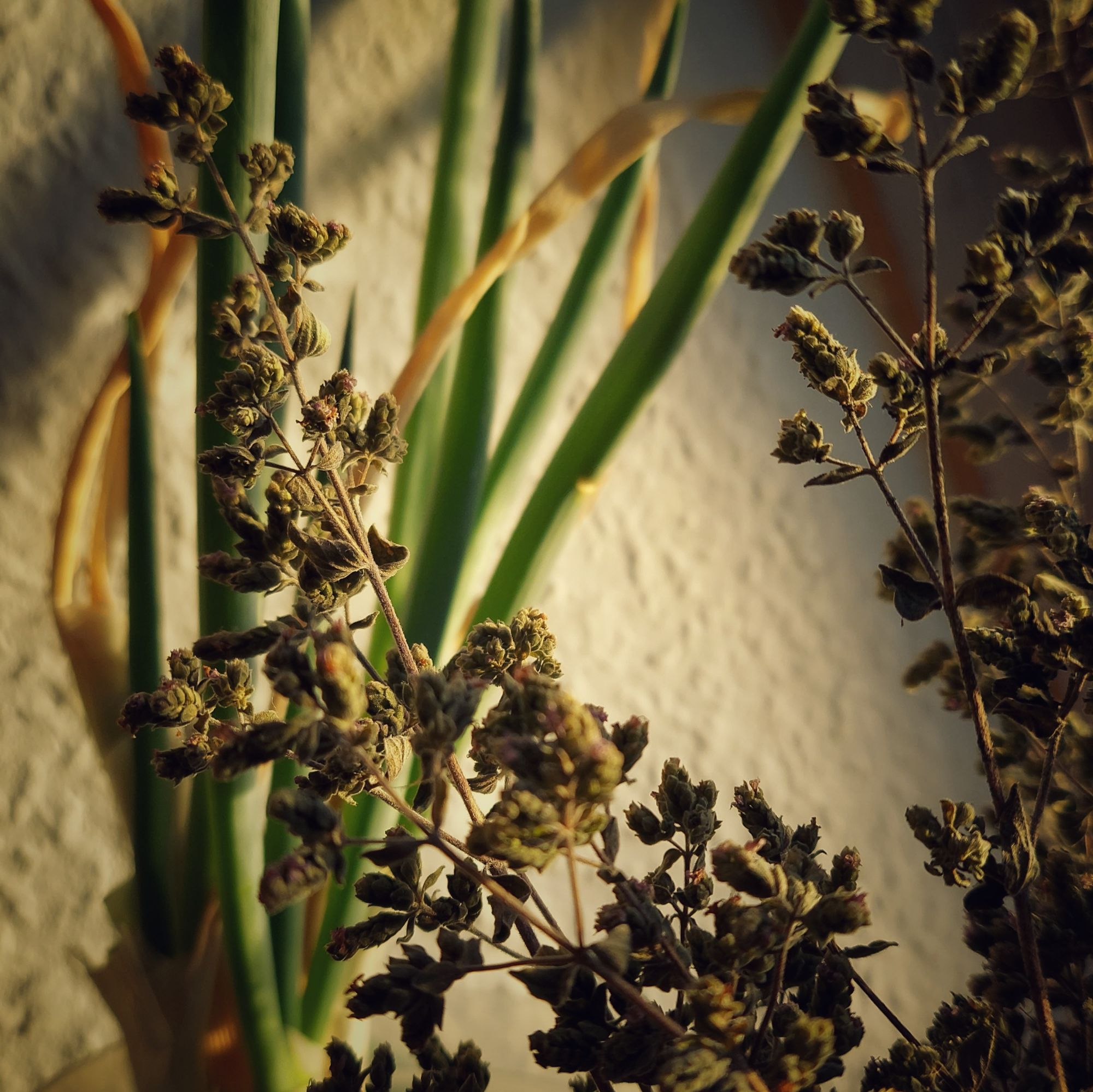 Morning sun in different kinds of herbs. A rough wall behind.