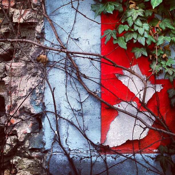 An old wall covered by ivy and remainders of paint in light blue and red.