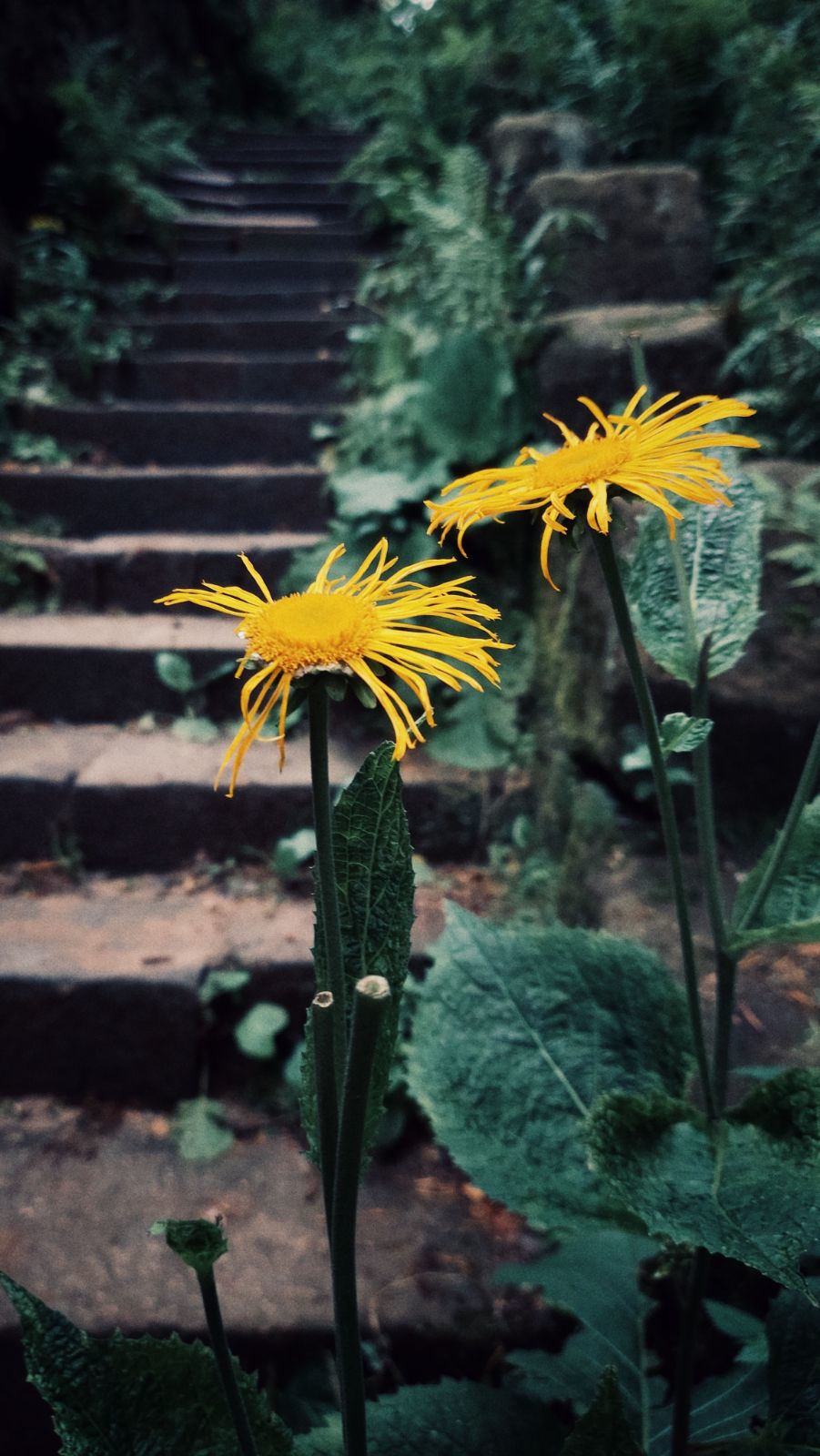 Two yellow flowers in front of dark steep stairs.