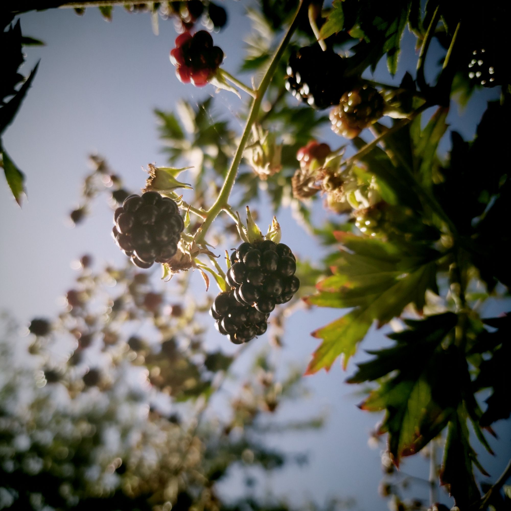 Reife Brombeeren vor hellblauem Himmel. 