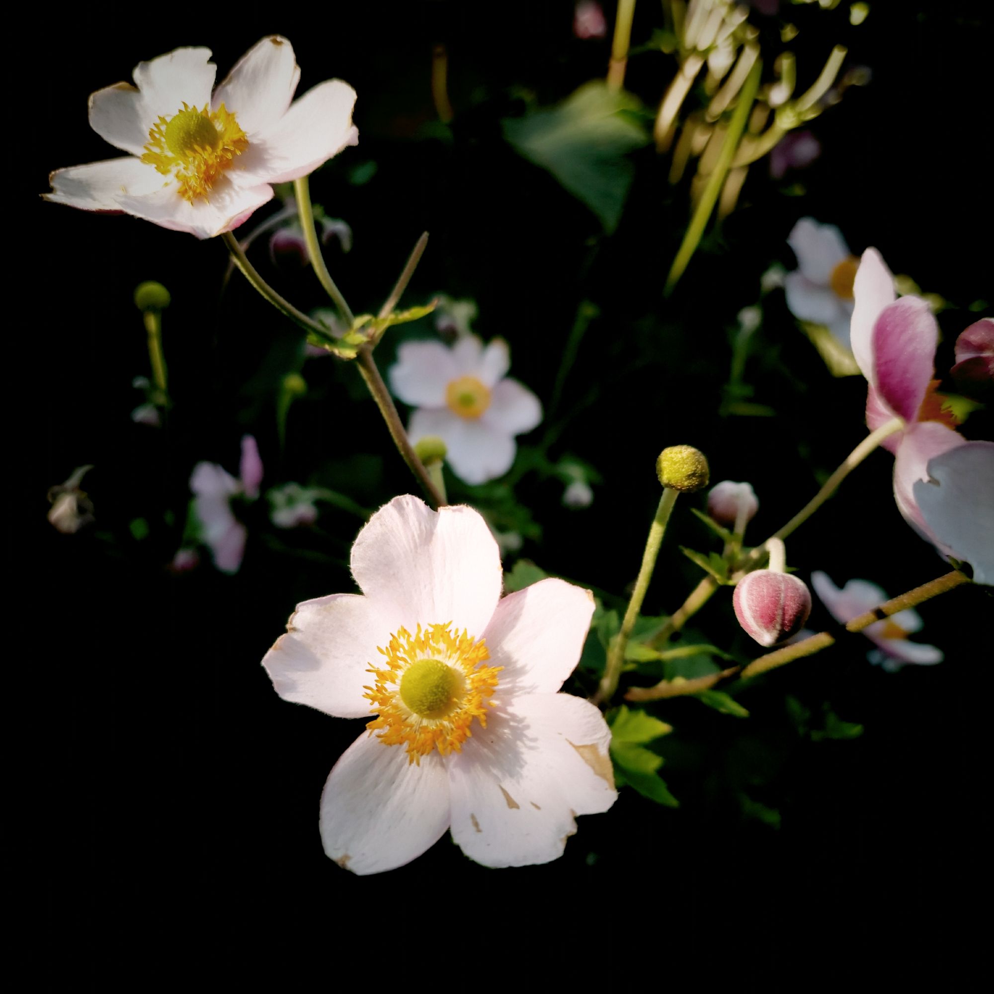 Japanische Anemonen.