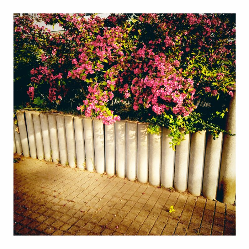 A large bush with pink blossoms above a wall of concrete pillars
