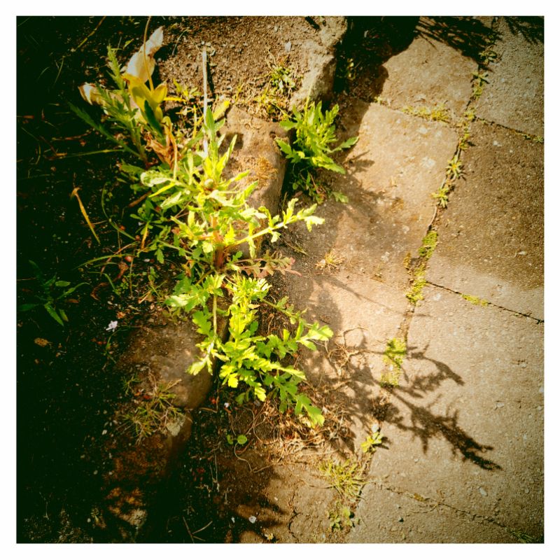 A growing plant casting its shadow on stones of a walkway.