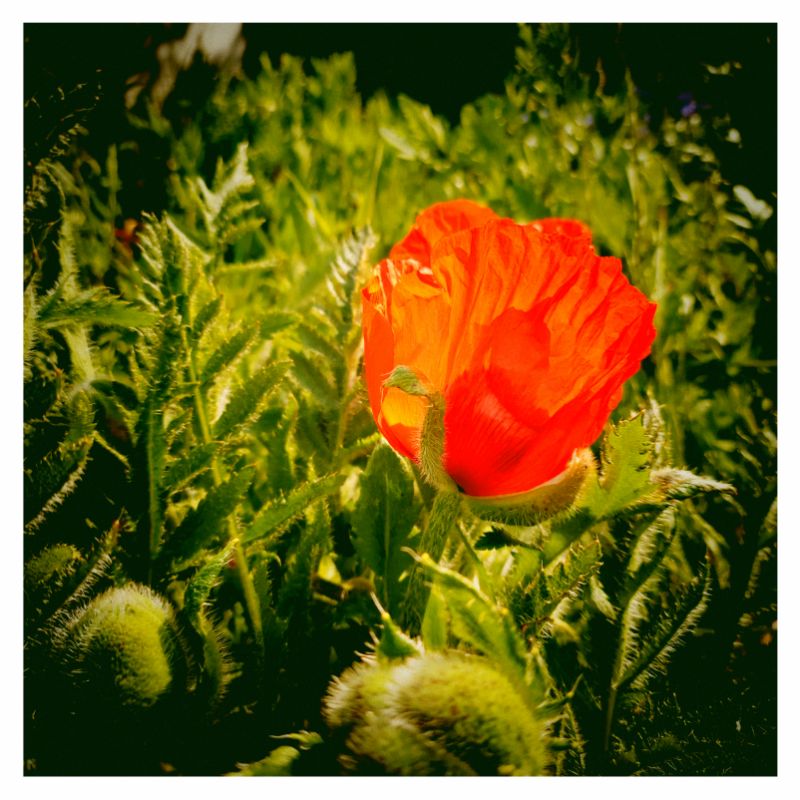 Bright red poppy seed blossoms.