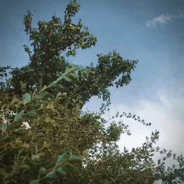 A stuttering animation of city trees in an evening breeze. Sky above.