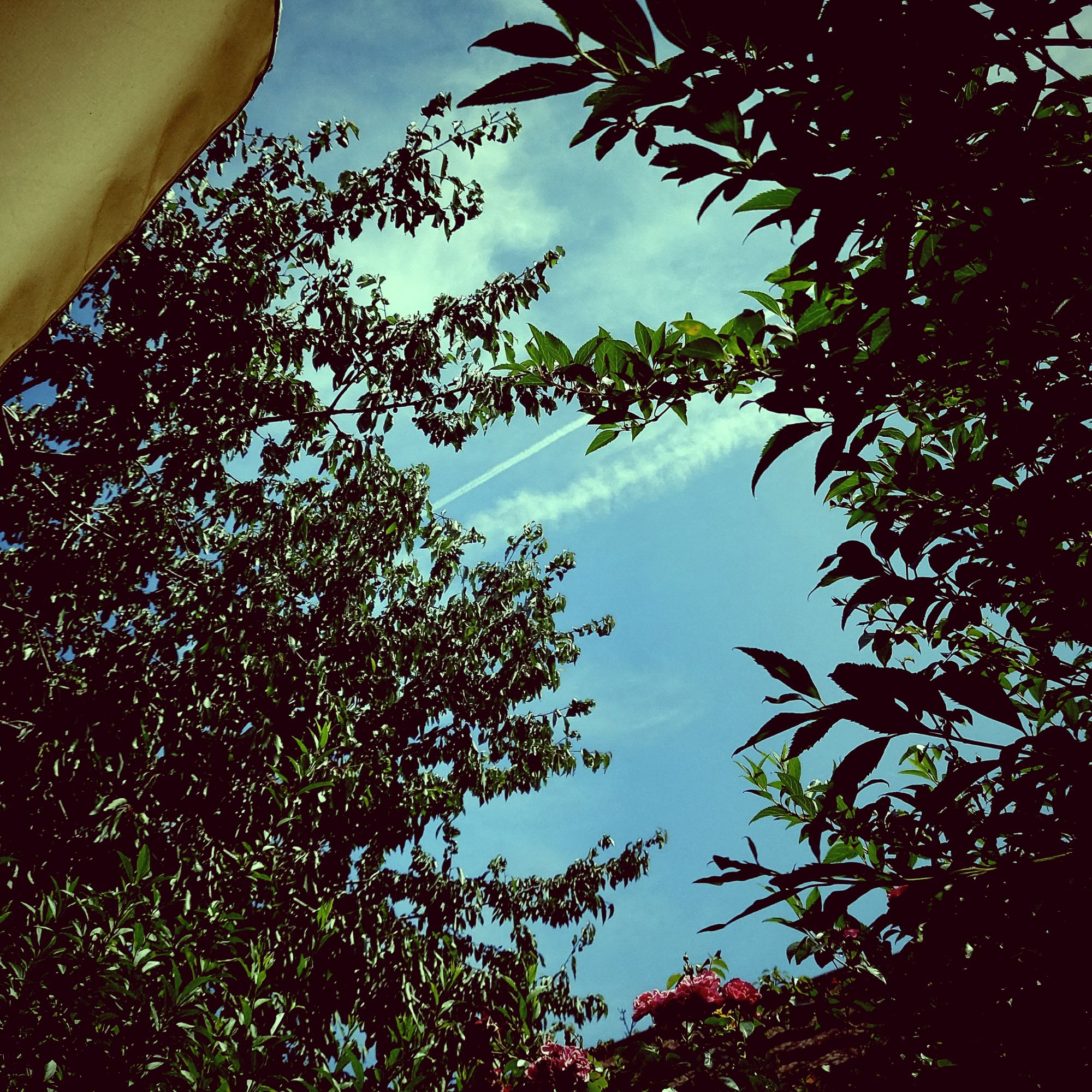Sonnenschirm, blauer Himmel, Bäume. Sommerstimmung.