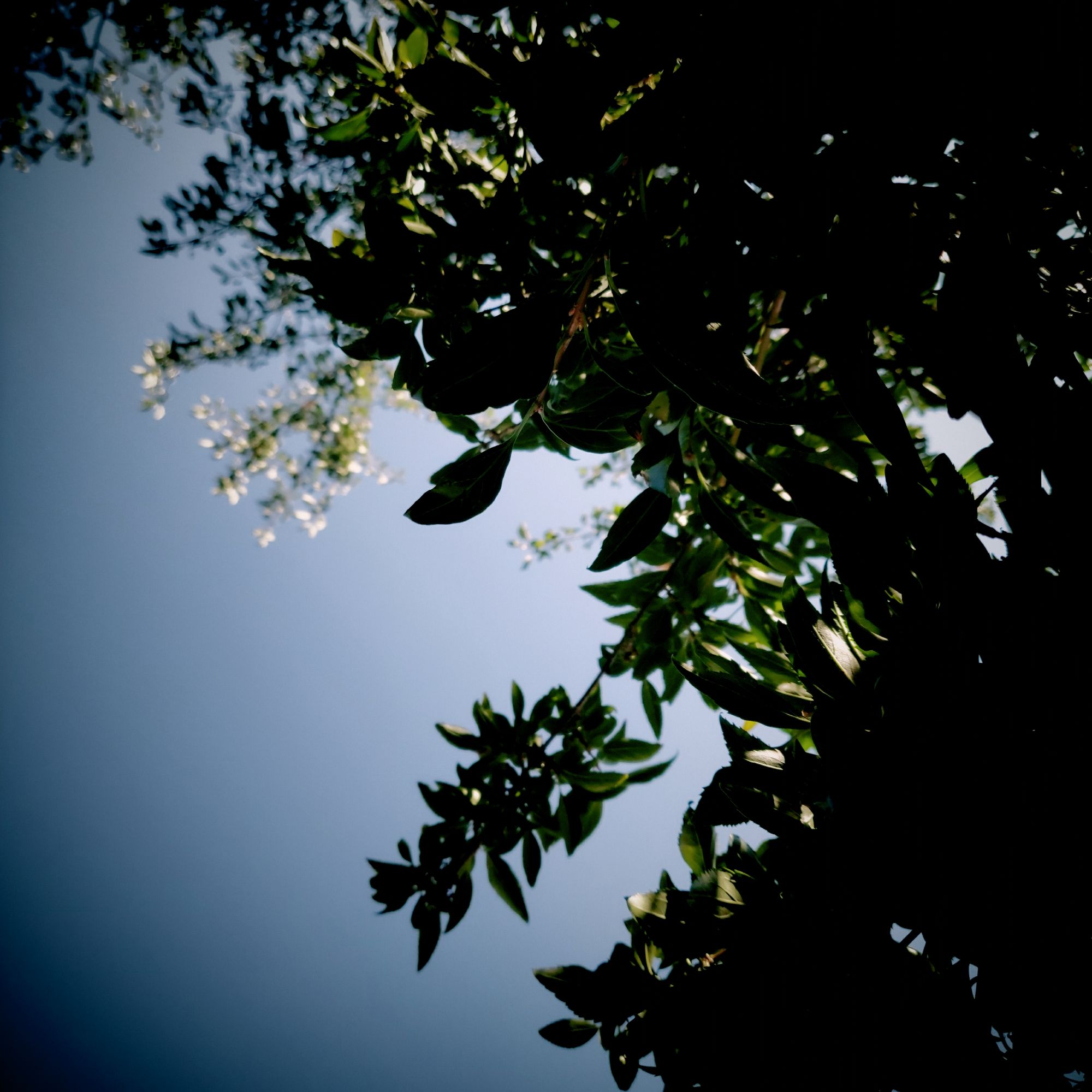 Forsythie und Kirschbaum vor blauem Himmel. 