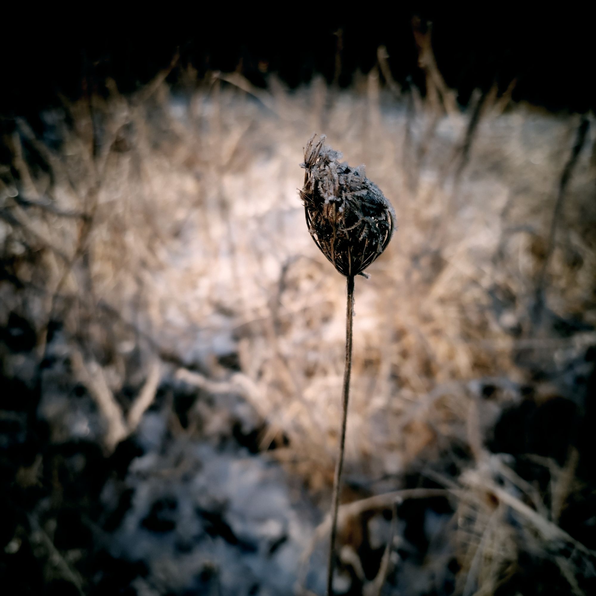 Closeup of a dried blossom. Frozen bushes and grass behind.