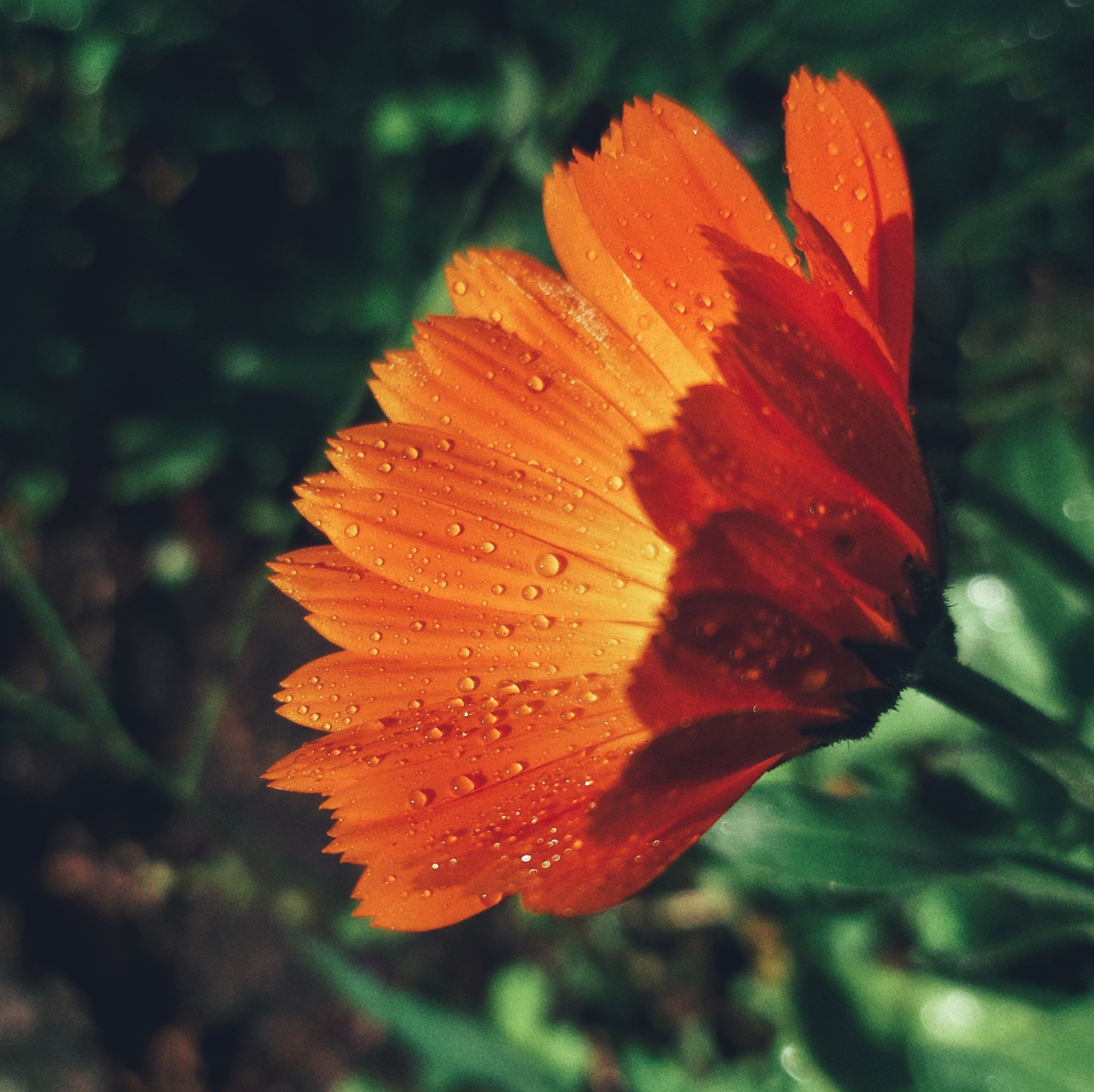 An orange blossom with drops of water and rays of sun on it.