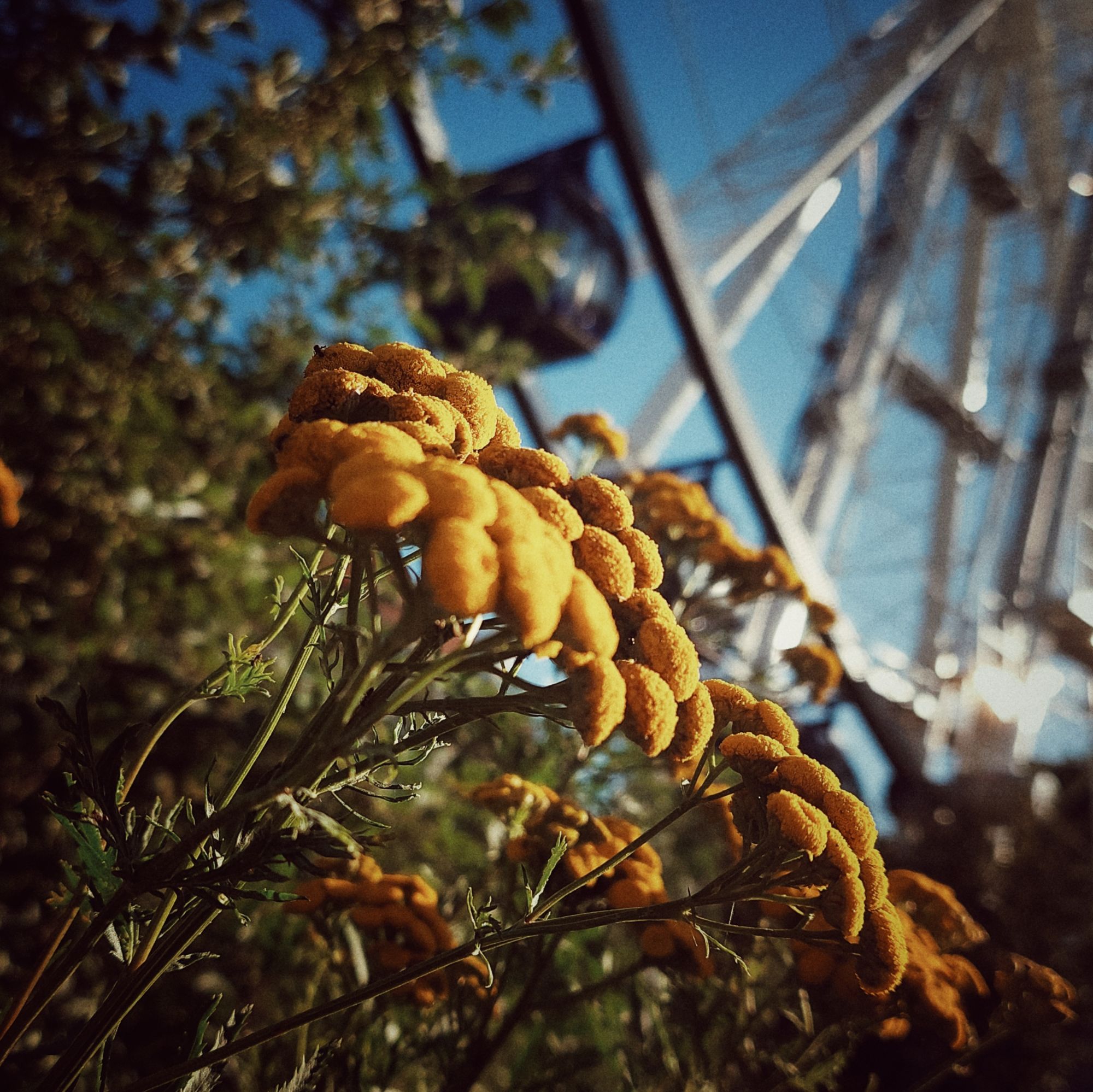 Morgensonne, gelbe Blüten vor einem Riesenrad
