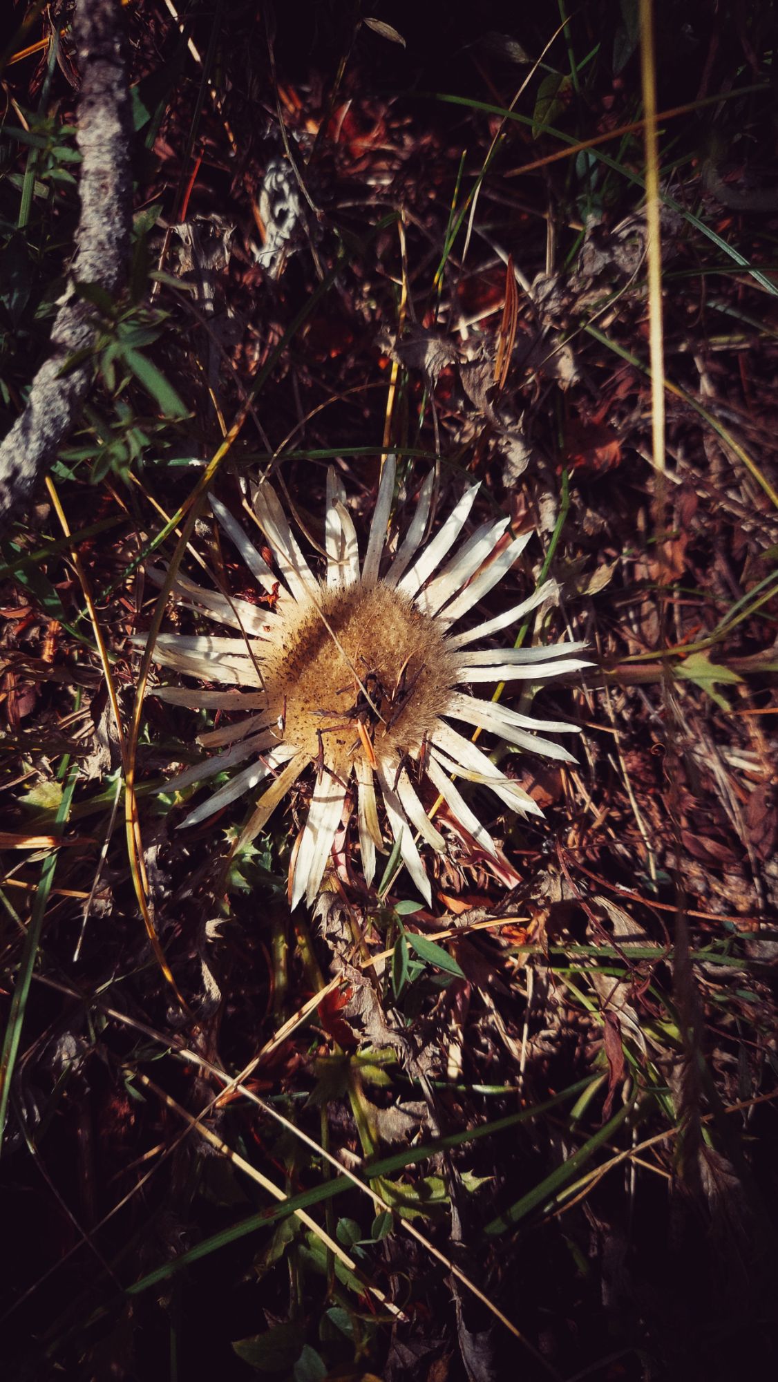 A dried blossom shaped like a sun.