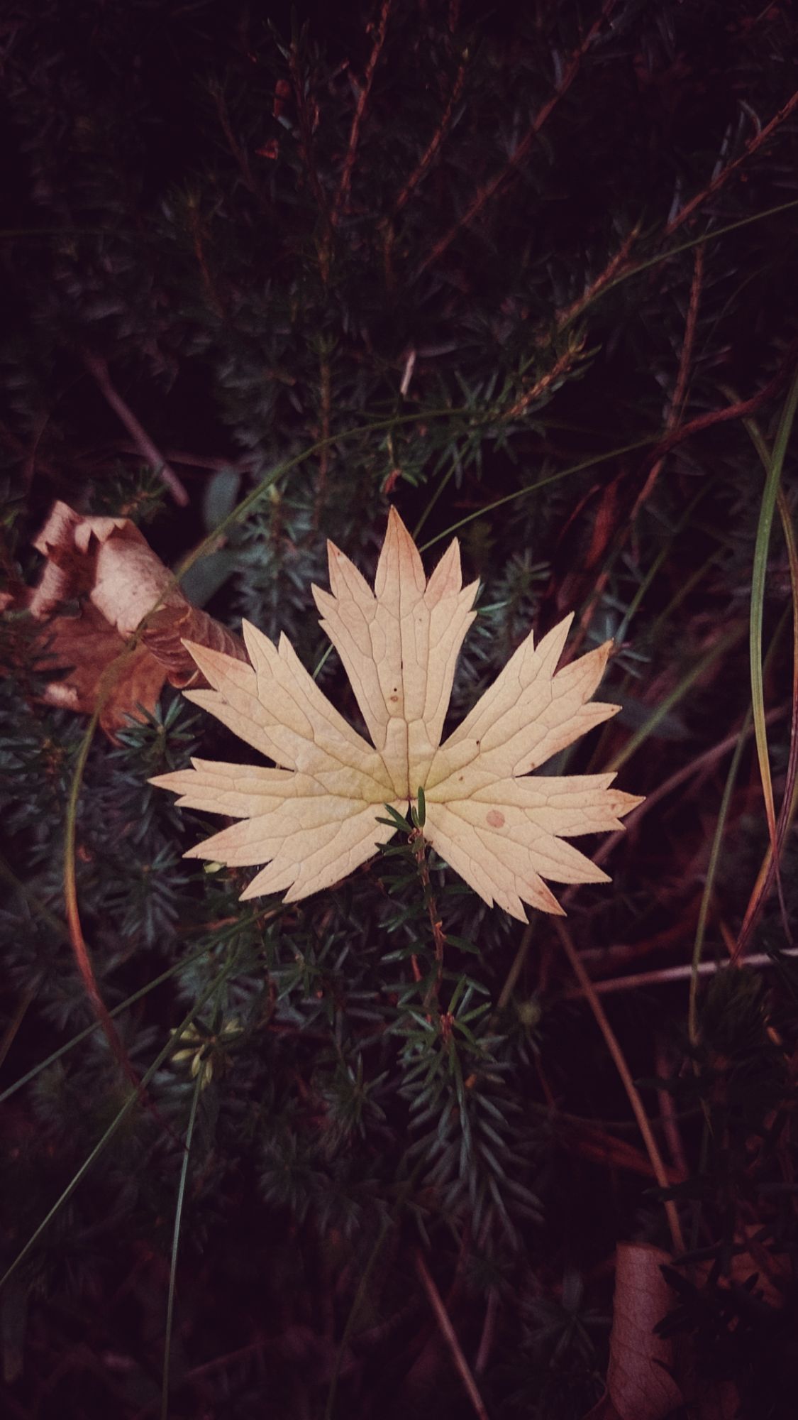 A leaf on small moss branches. Closeup, warm colours. 