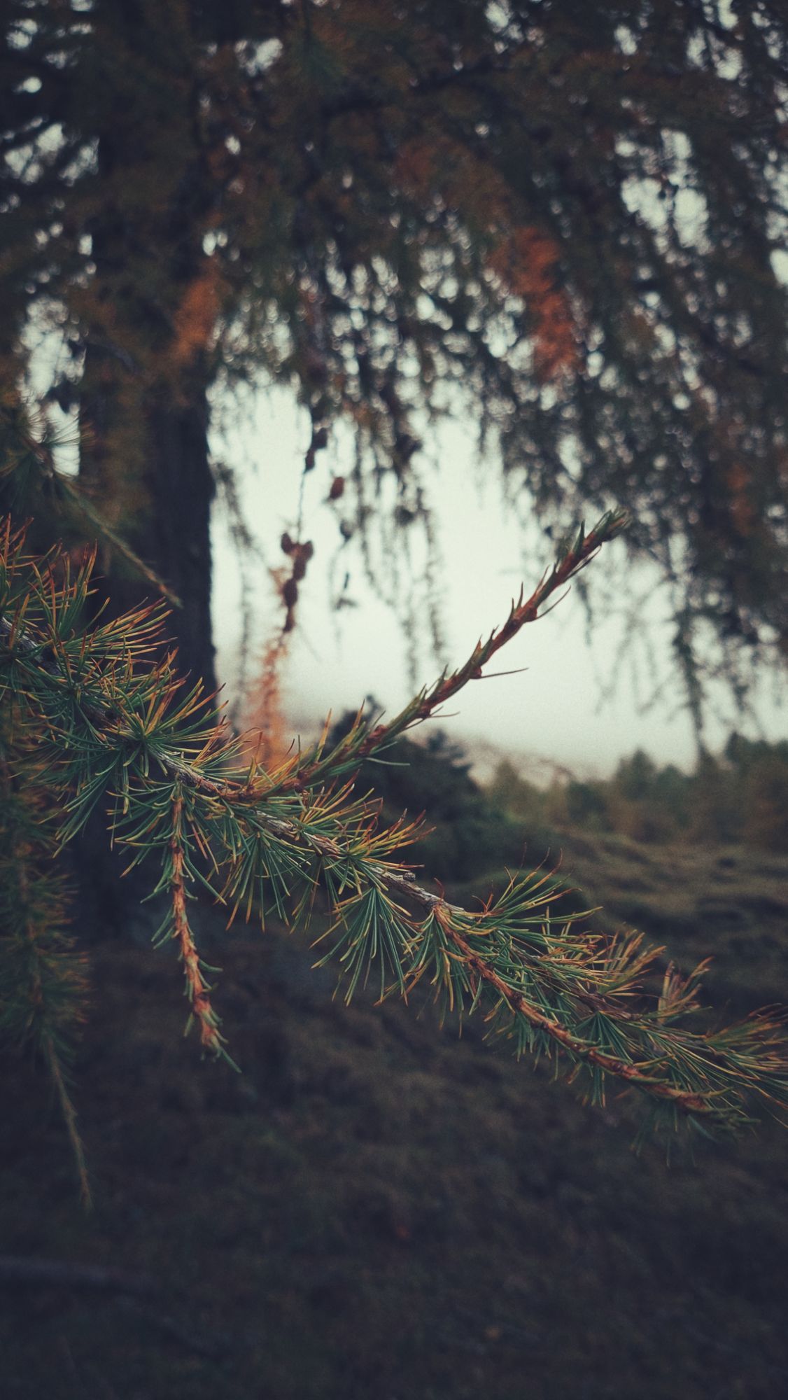 A fir tree, closeup, and trees and a bit of clouds behind.