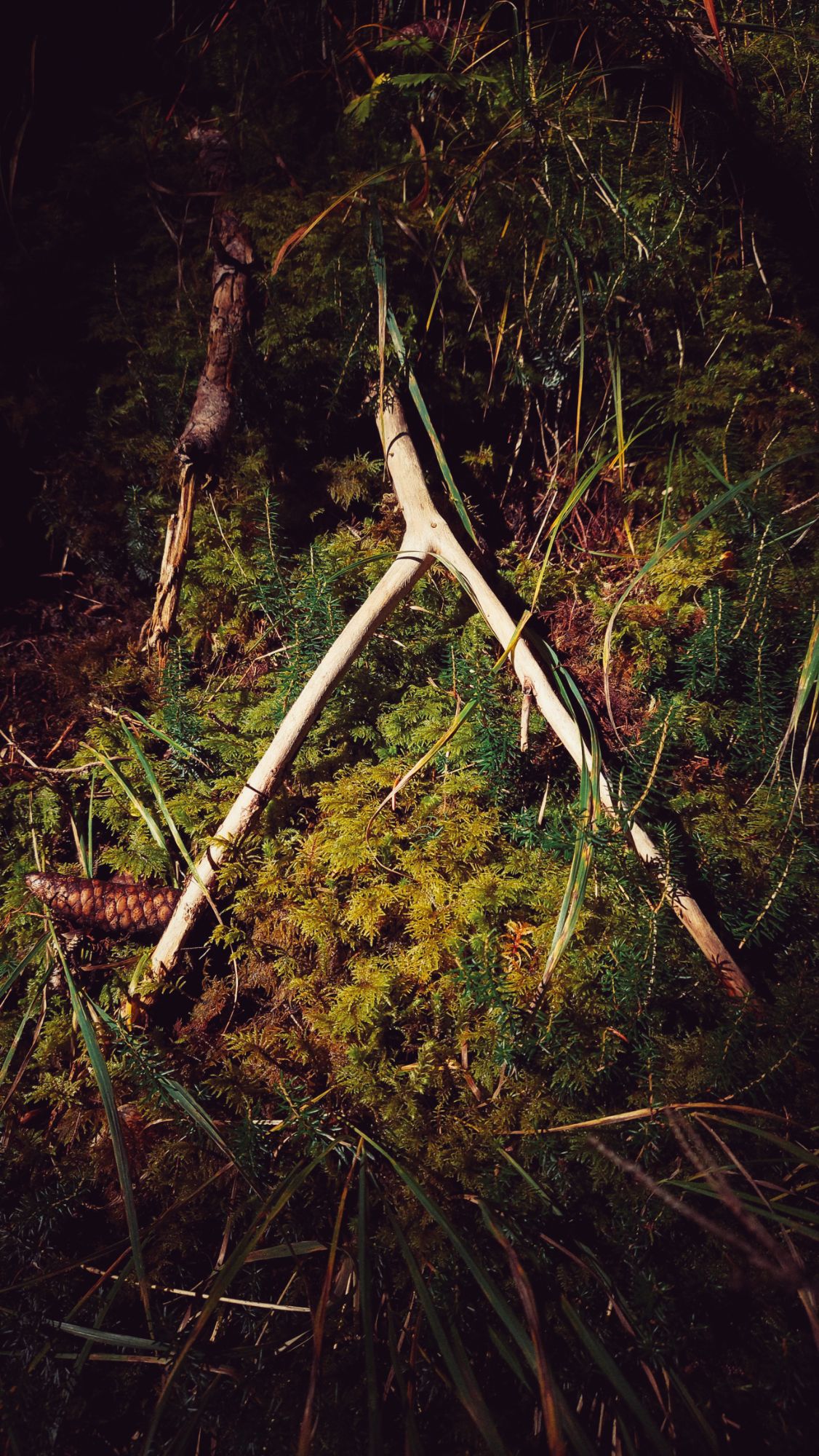 A wooden fork in the moss. Sunlight.