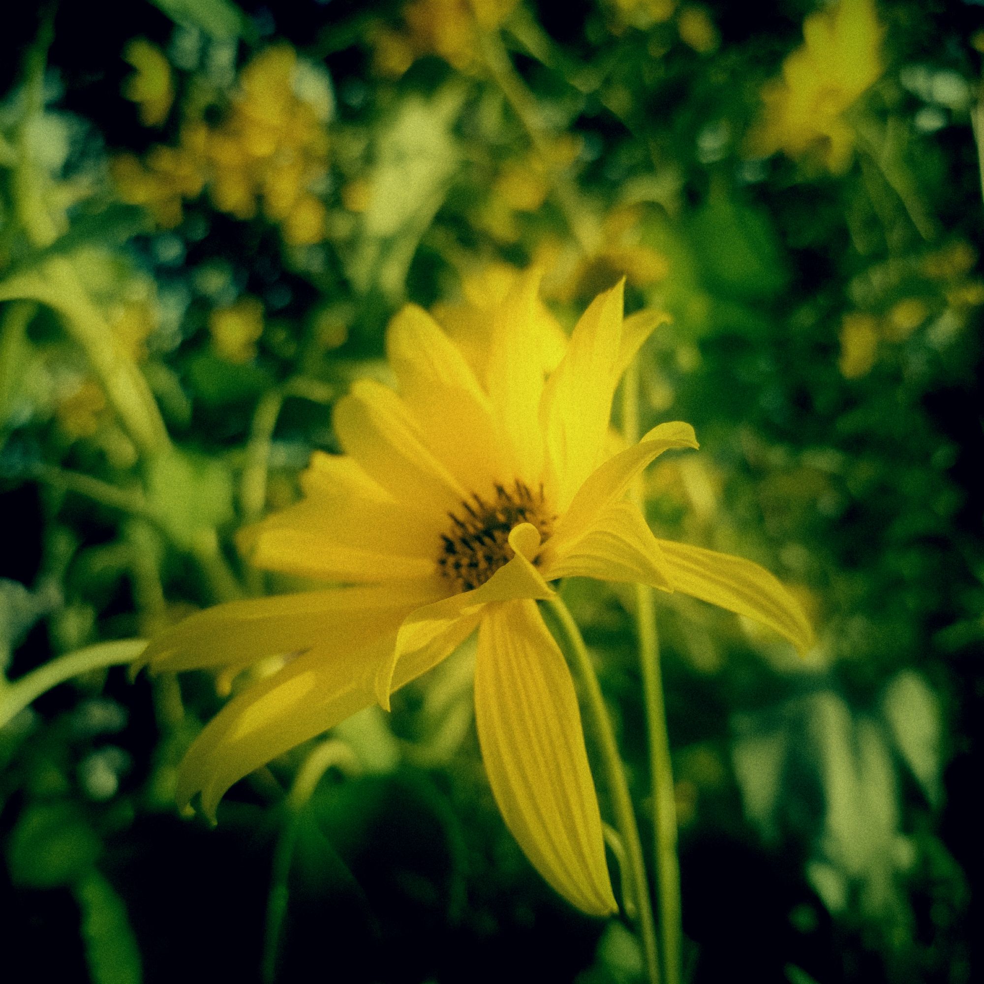 A yellow blurred blossom in front of green bushes 