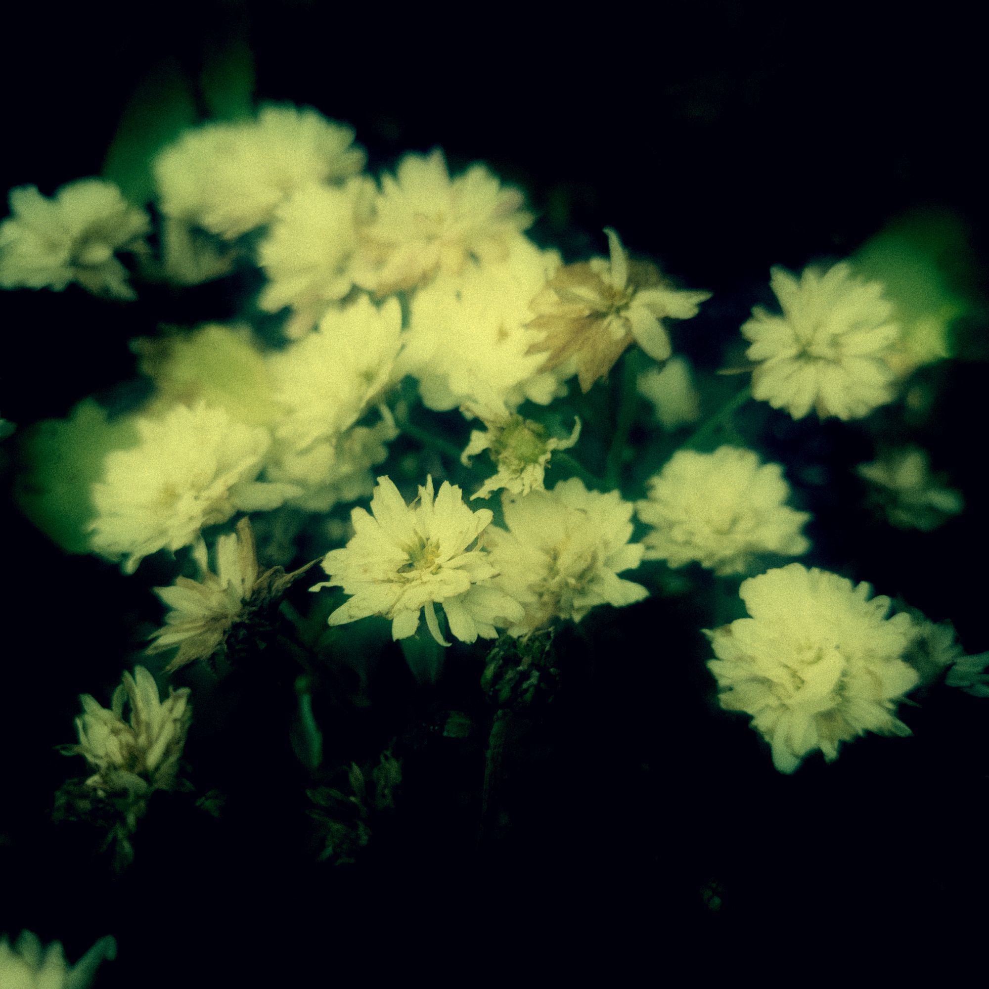 Small white blossoms on dark ground. 