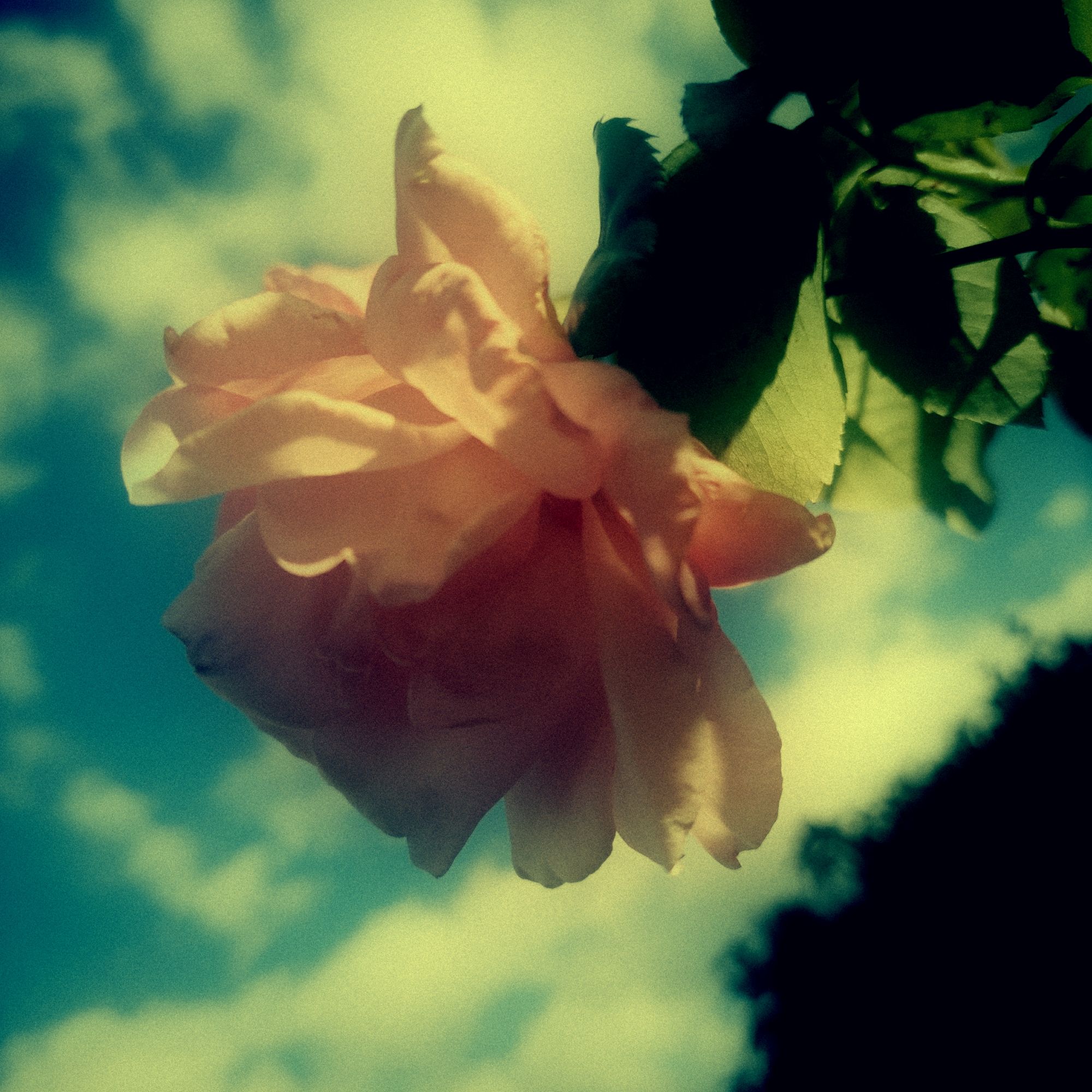 A pink blurred rose in front of blue sky.