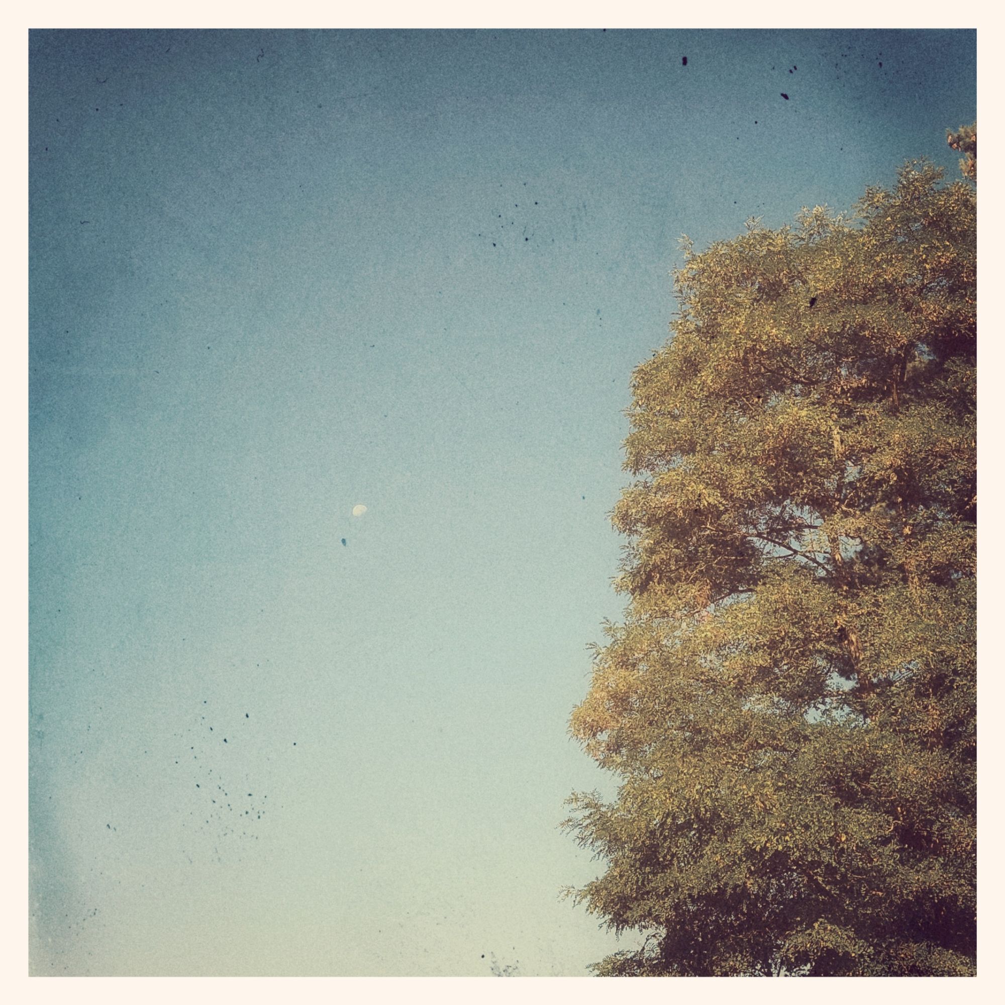 A huge tree and a small moon on a quiet blue sky. Vintage style. 