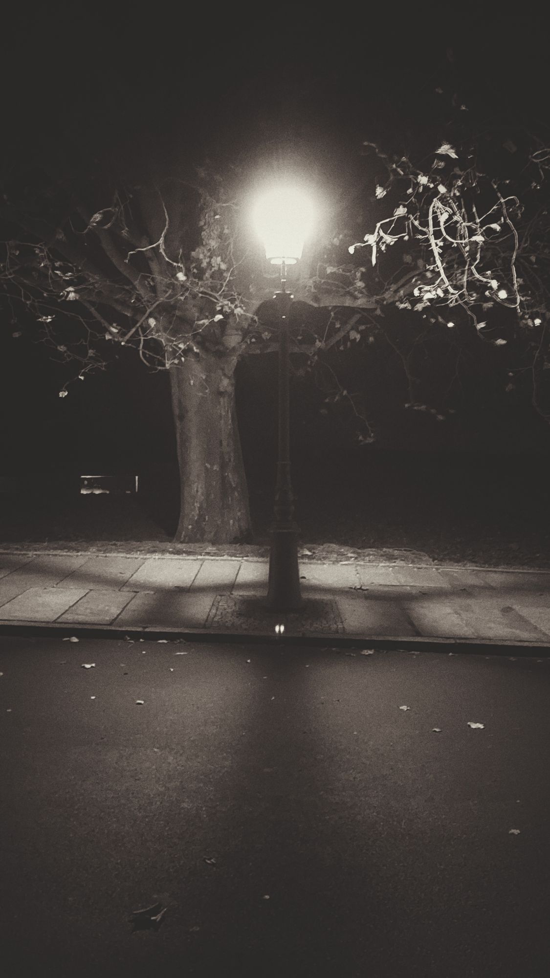 A lantern casting shadows below a tree.