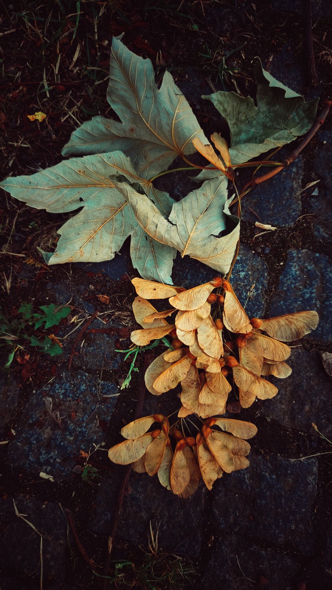 Maple leaves on stones. Warm autumn light.