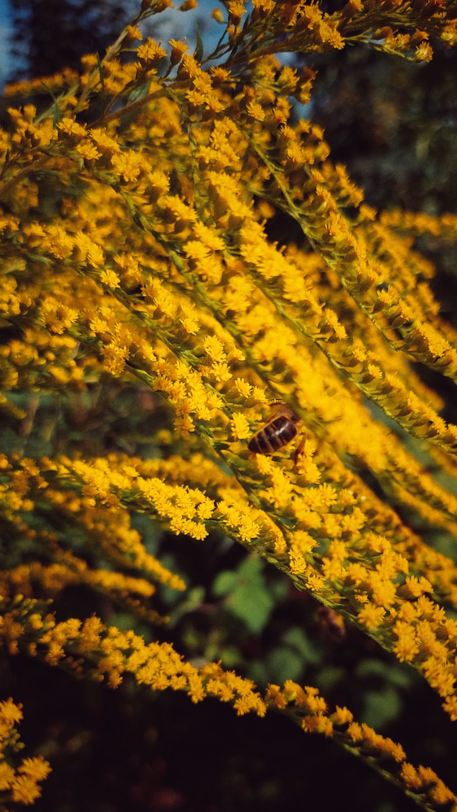 A bee in a goldenrod bush.